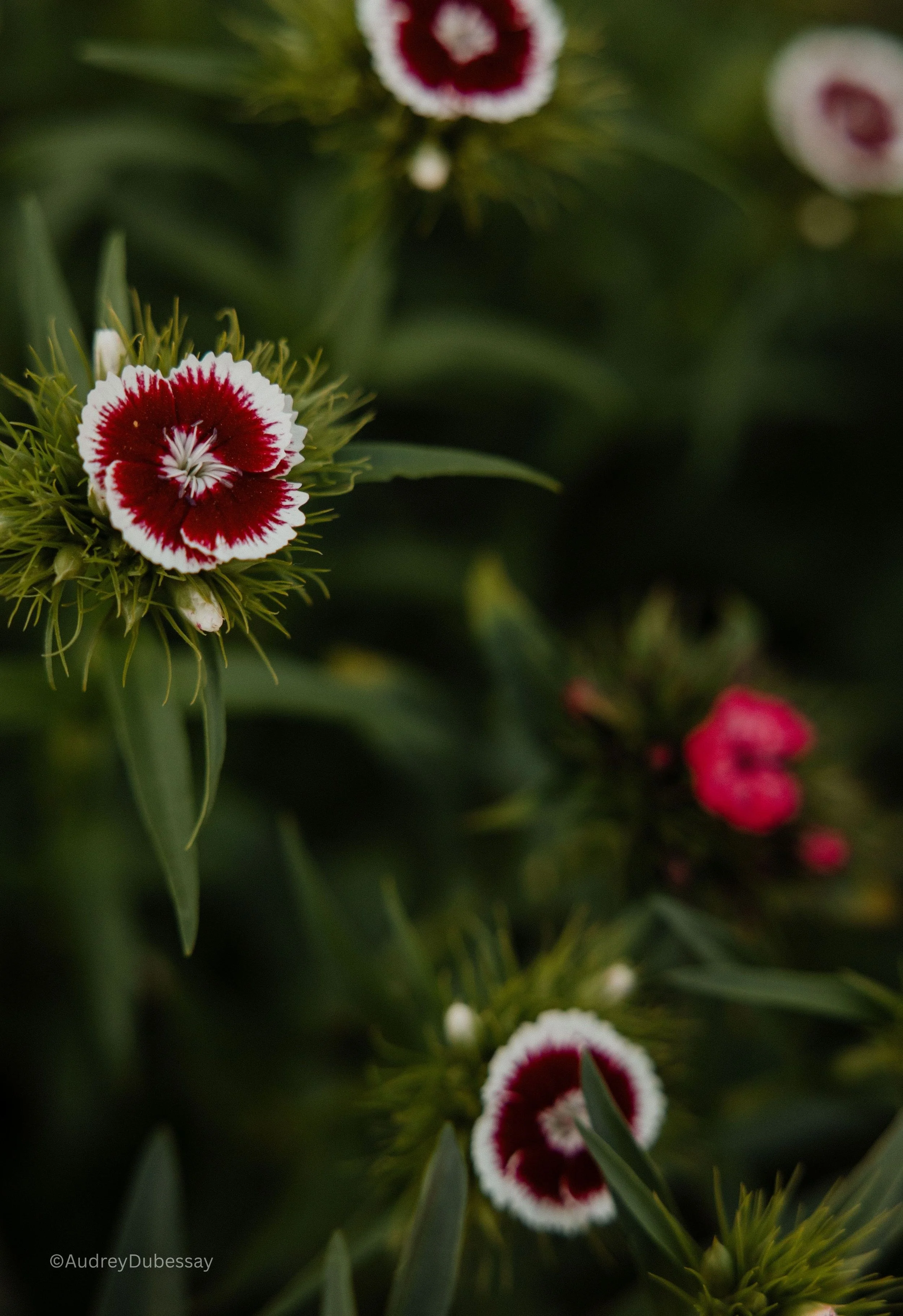 Fleurs de couleur rouge, blanche et rose entourées de feuilles vertes.