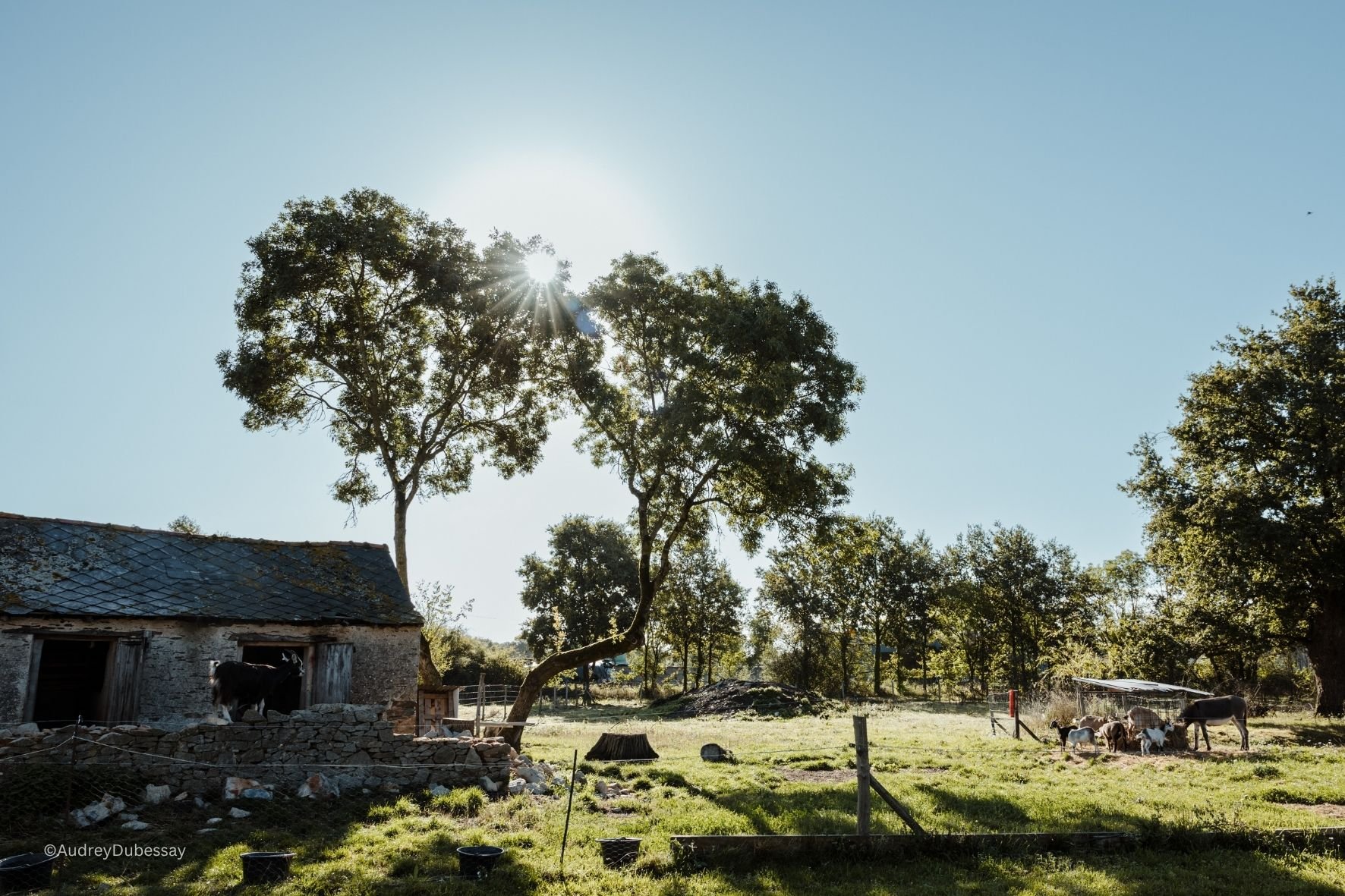 Un paysage rural avec des arbres, un ciel clair ensoleillé, une petite ferme en pierre avec un toit en tuiles, et plusieurs vaches dans un pré entouré d'une clôture en bois.