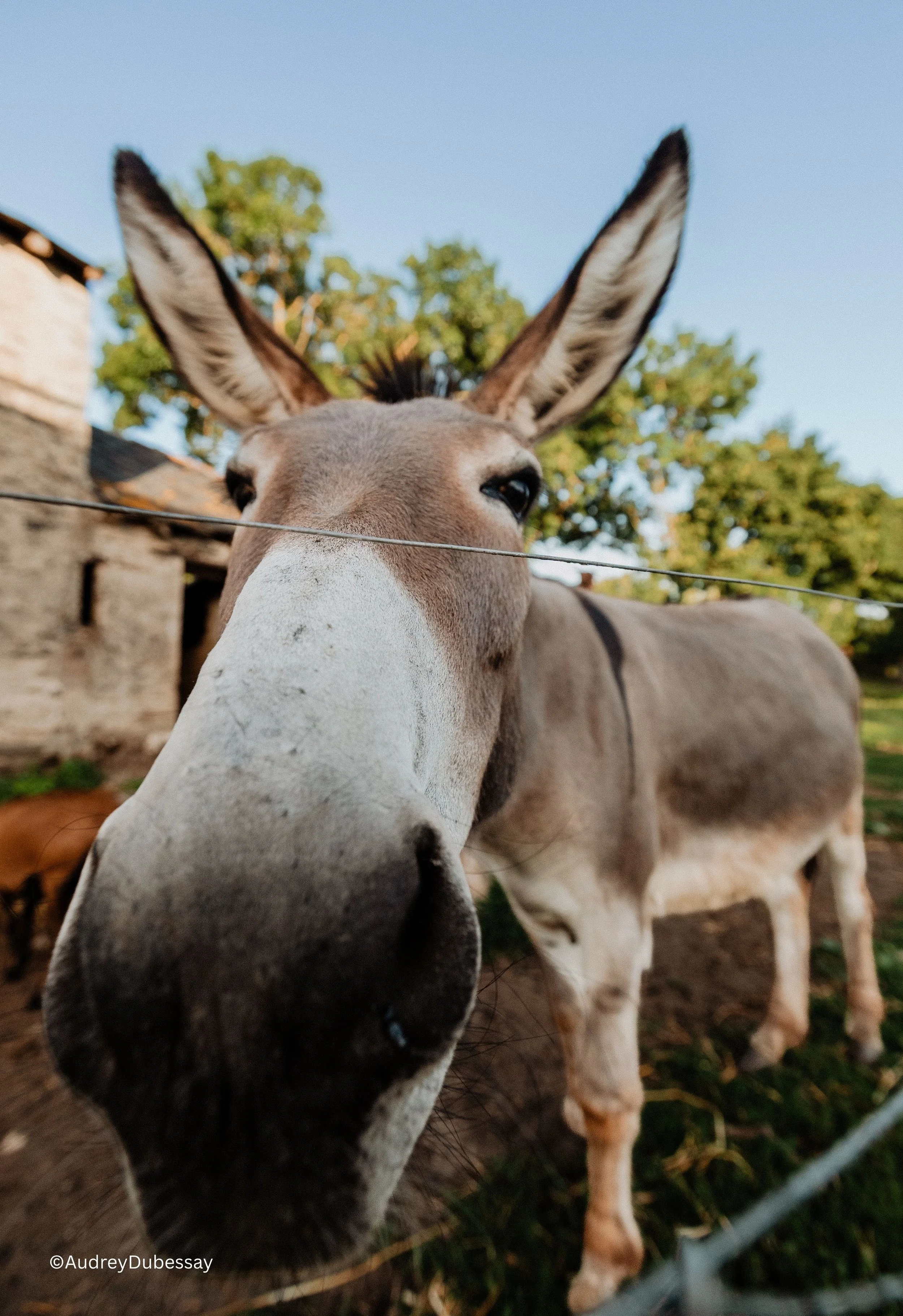 Animaux ferme Maison de Campagne traiteur.jpg