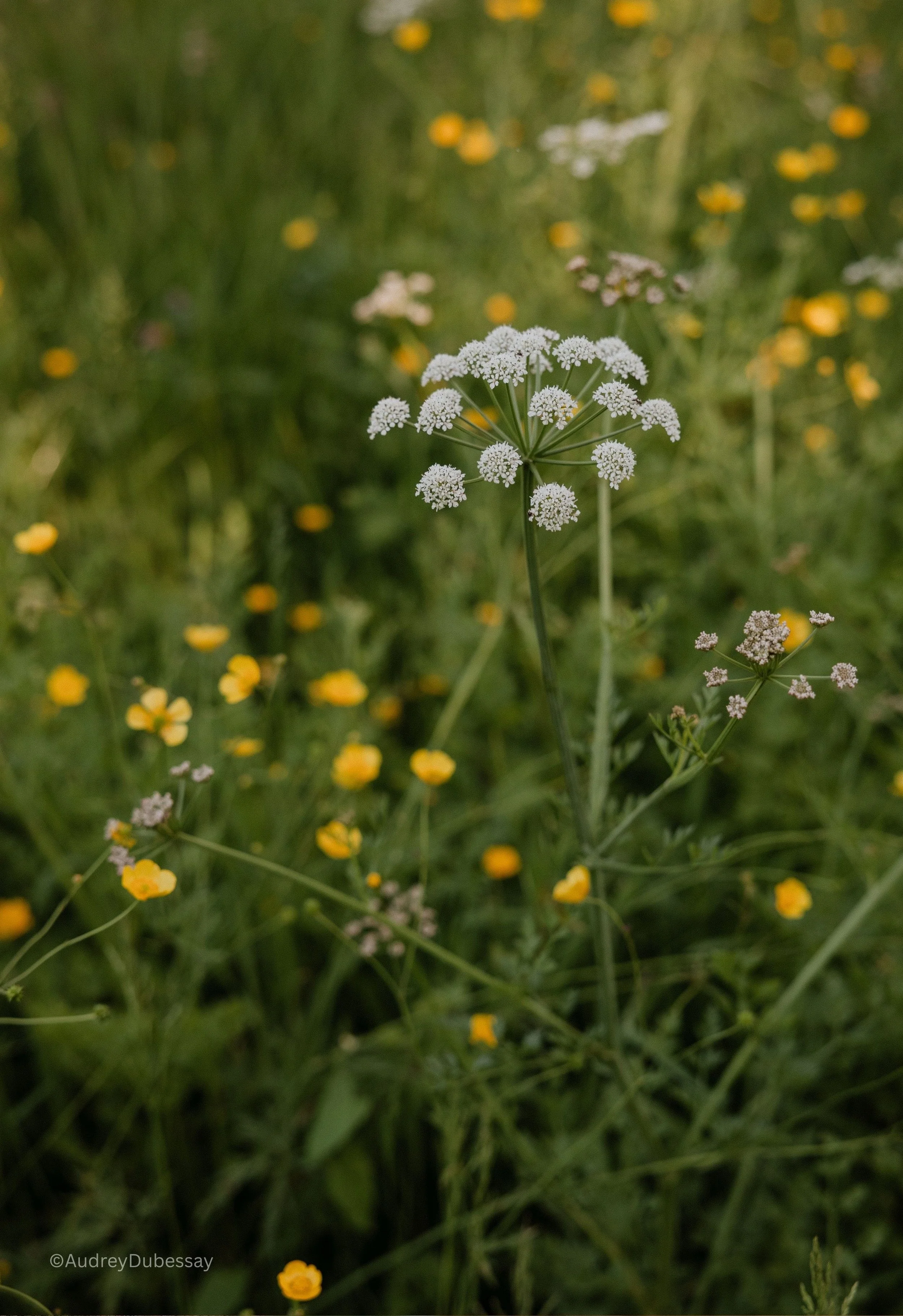 Fleurs blanches et jaunes dans un champ verdoyant