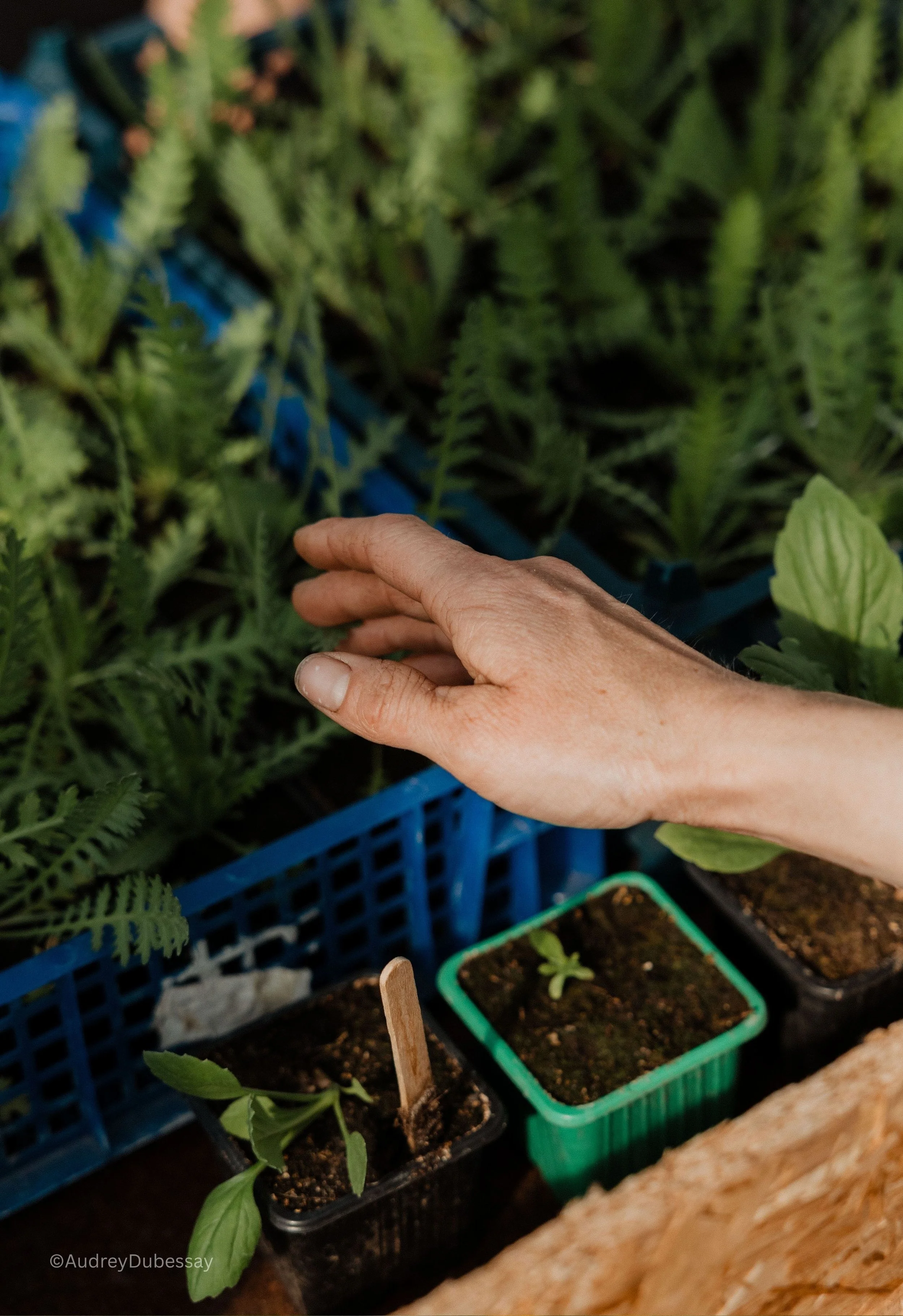 Une main humaine touche des jeunes plants dans de petits pots de soil, entourés d'herbes et de plantes plus grandes dans un environnement de jardin ou de serre.