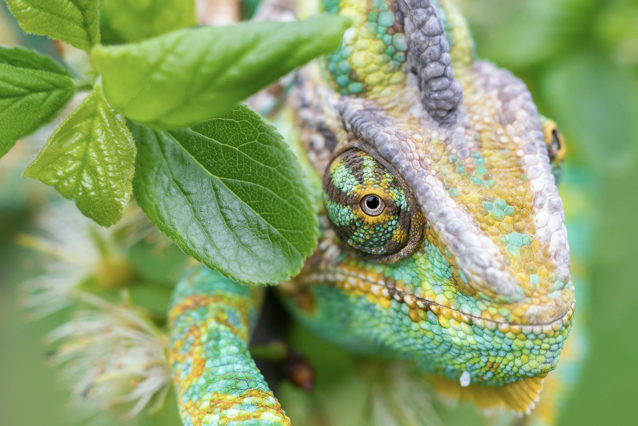 Are you a chameleon - or an Indonesian mimic octopus??