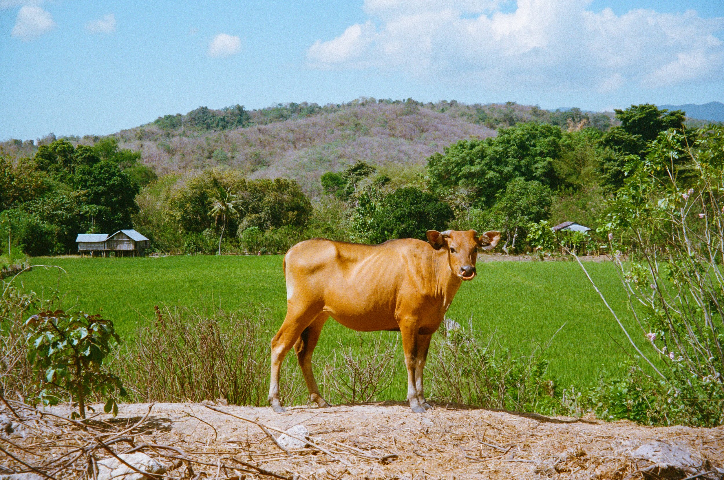 Indo bewerkt pointshoot-7.jpg