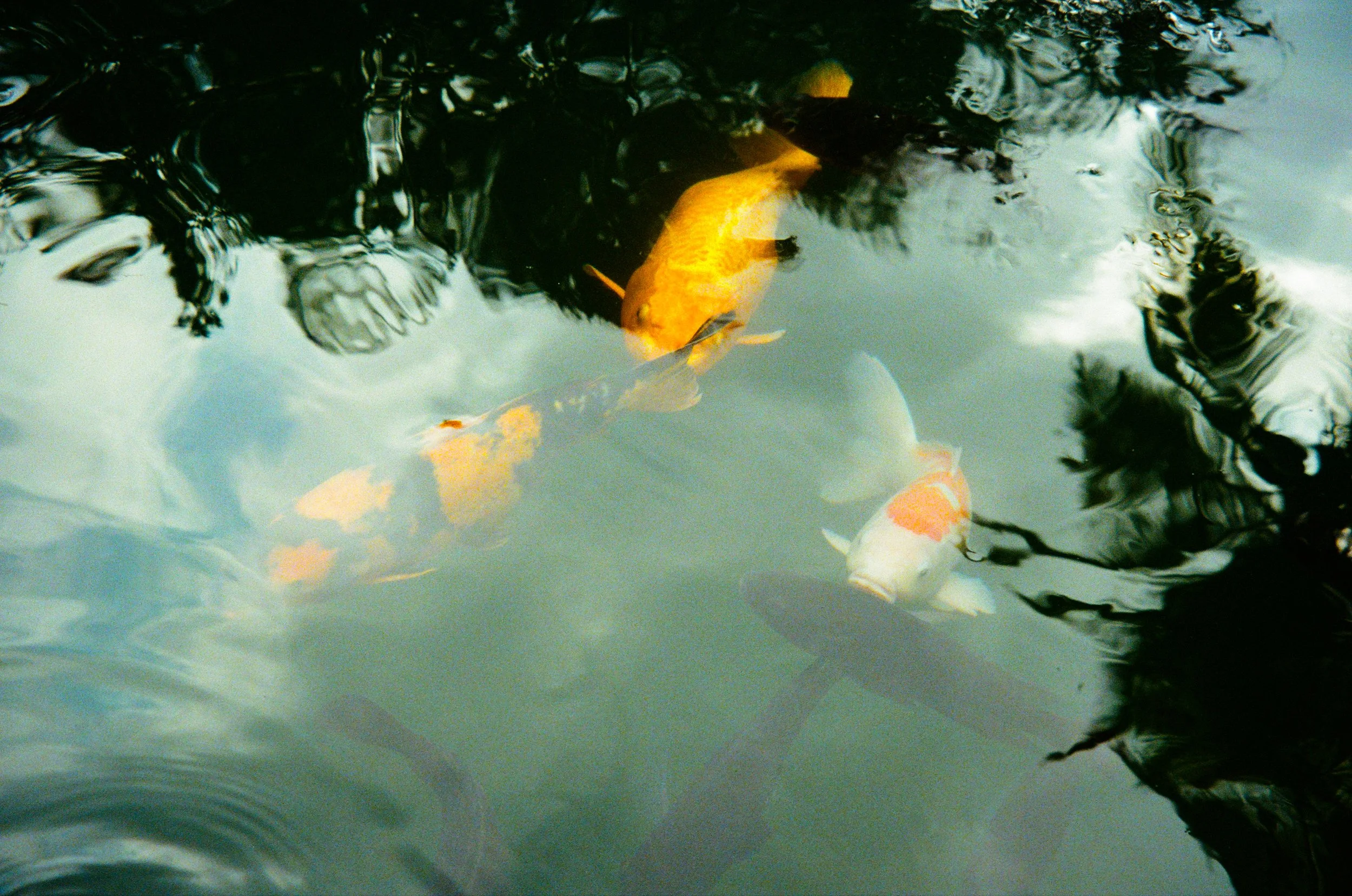 Indo bewerkt pointshoot-11.jpg