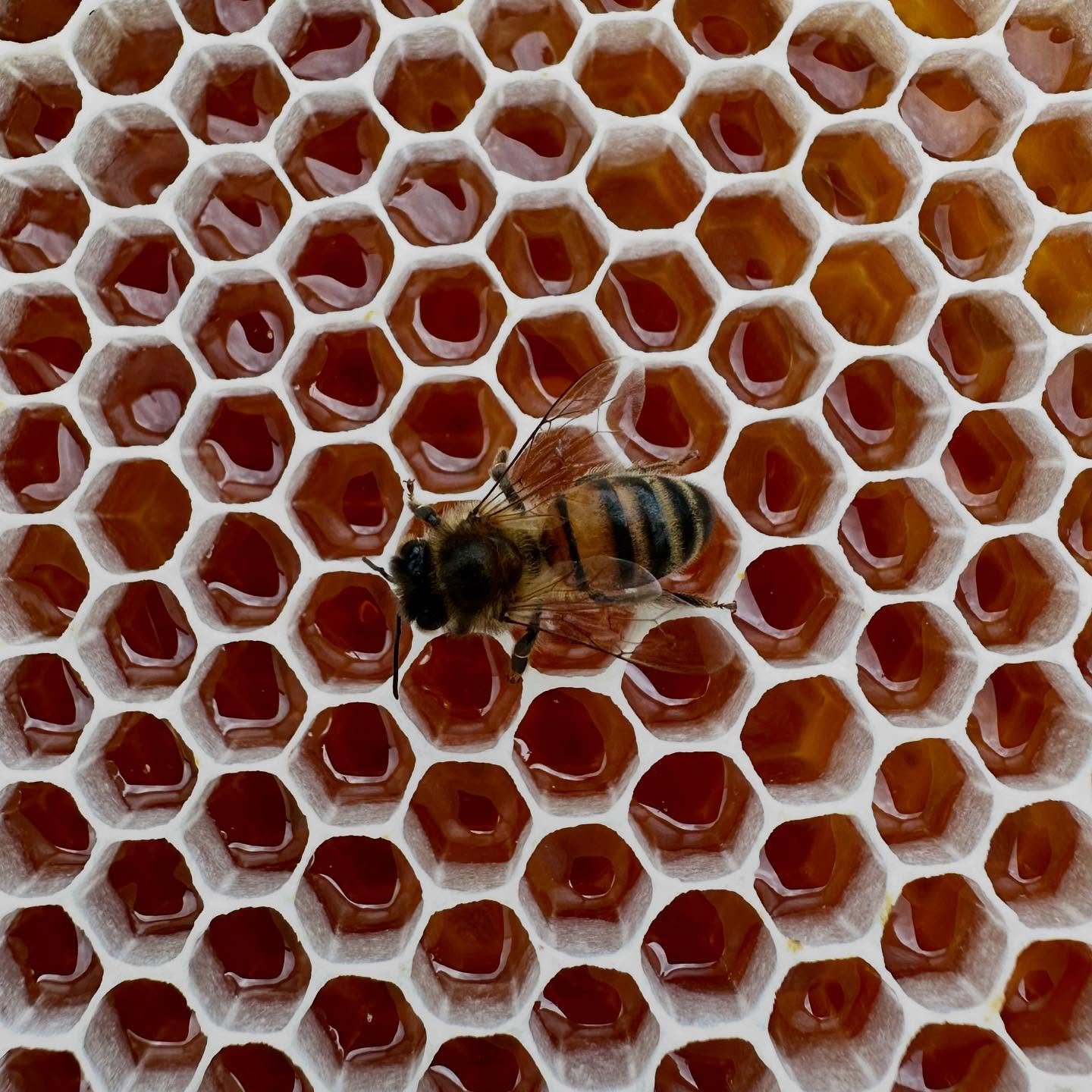 Pure raw golden honey. Nothing added, nothing taken away&hellip; #rawhoney #healthyeating #wearewhatweeat #livebetter