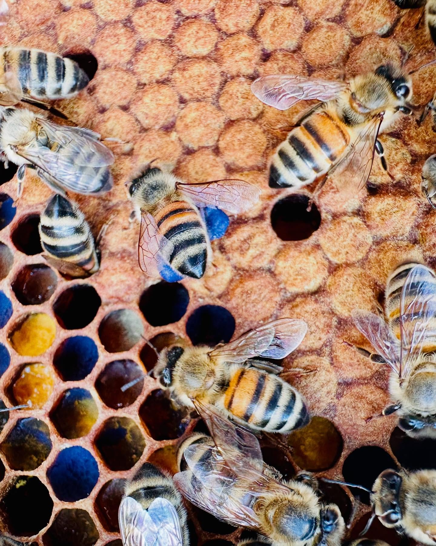 Diverse pollen = healthy bees!!! Our beautiful bees need a mix of pollen from many plants to stay strong, raise brood, and fight disease. One flower isn&rsquo;t enough &mdash; variety is key! 

Help our pollinators by planting a range of bee-friendly