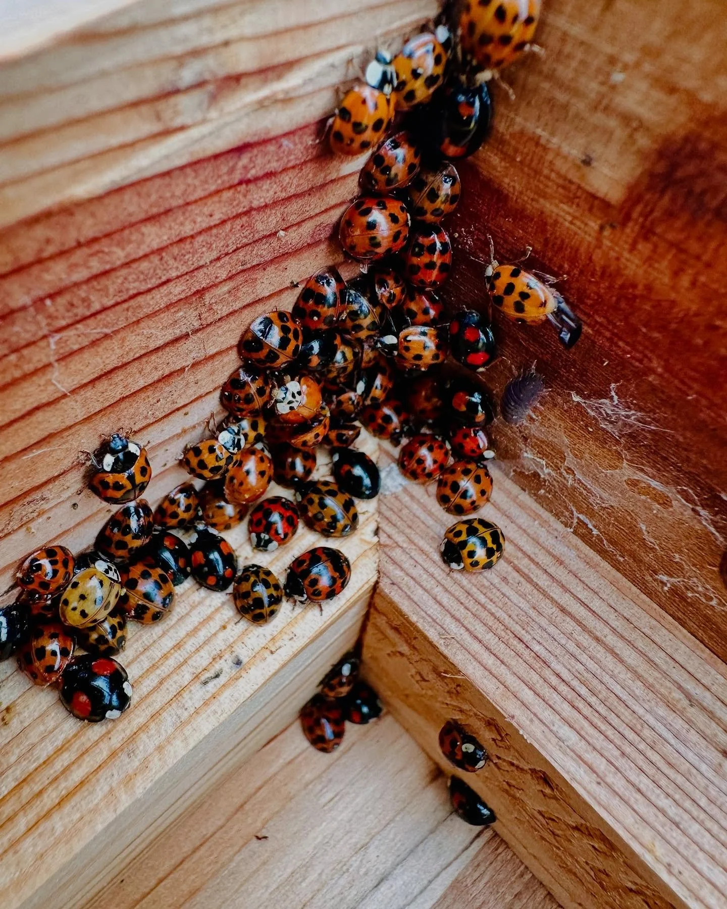 Popped the lid on a few of the hives @calcot_and_spa yesterday and found hundreds of ladybirds tucked under the roof. They may not depend on the eachother directly, but ladybirds keep aphids in check, helping plants stay healthy, which ultimately mea
