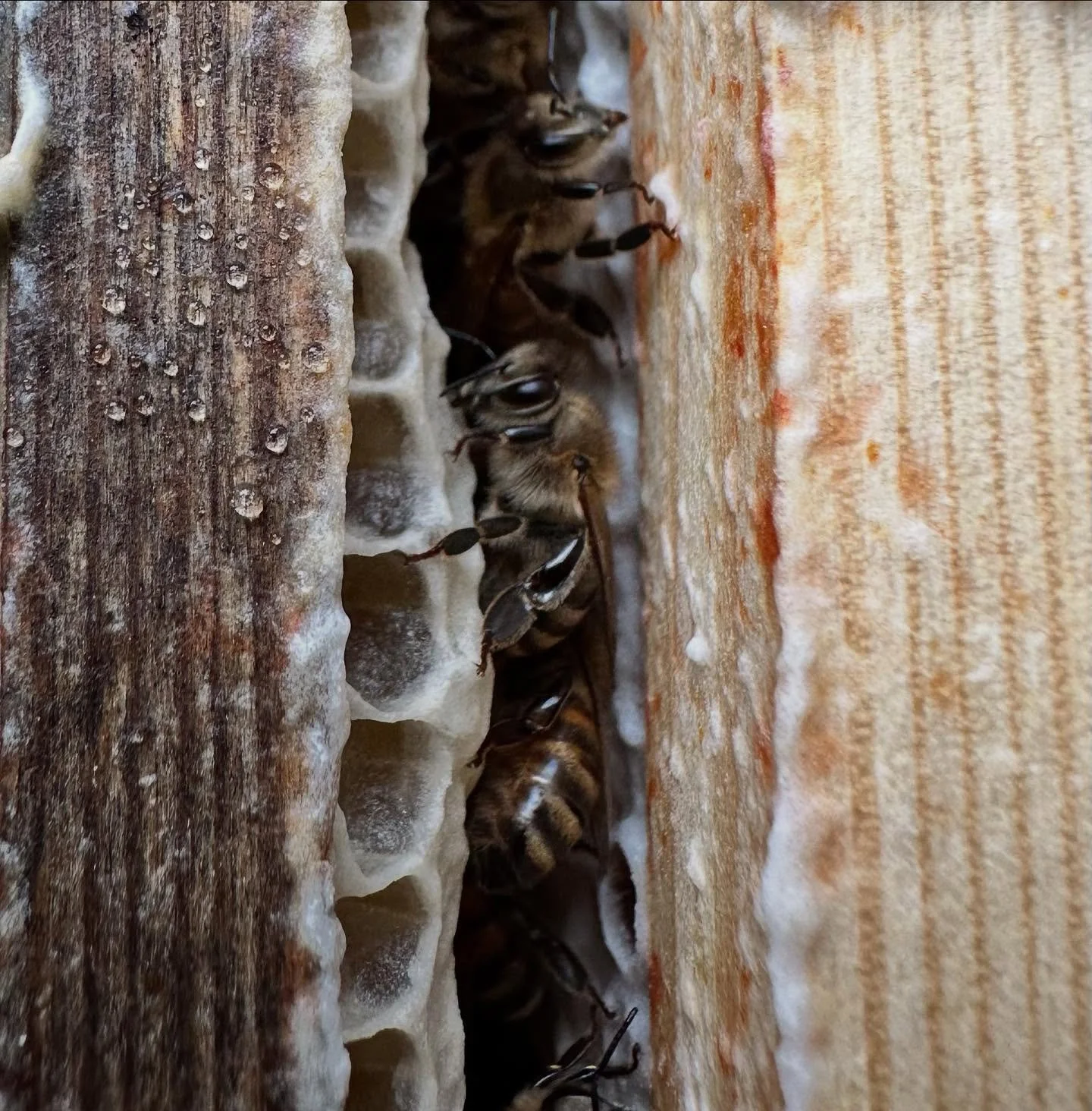 Hives strapped tight, bees tucked in. Storm Amy, do your worst!!! #workingwithnature #whatdoesntkillyoumakesyoustronger #beekeeping #wegotthis