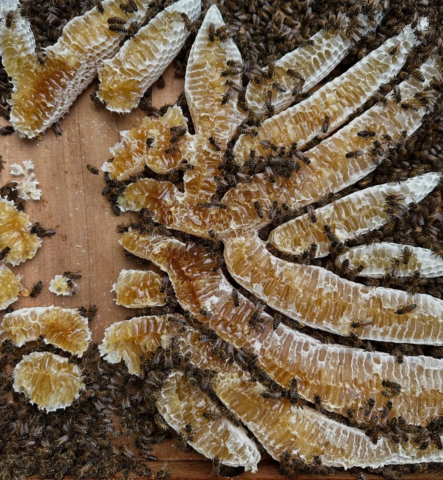 Wow!!! Couldn&rsquo;t believe this when I saw it today? All the frames are totally full so they&rsquo;re now building under the roof&hellip; WTF!  These stores are what will keep the whole colony alive when the flowers stop blooming in the not too di