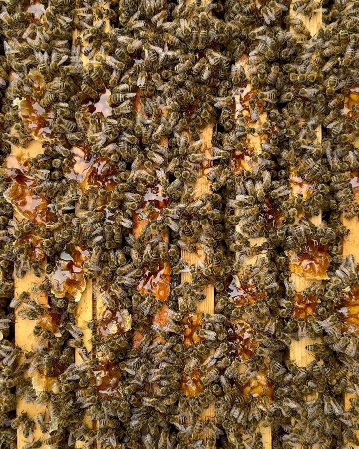 Today&rsquo;s a reminder that healing often begins in the simplest places&hellip; like the hum of bees or the quiet of a garden. Connecting with nature isn&rsquo;t just peaceful, it&rsquo;s powerful. It helps calm the mind, ease stress, and bring us 