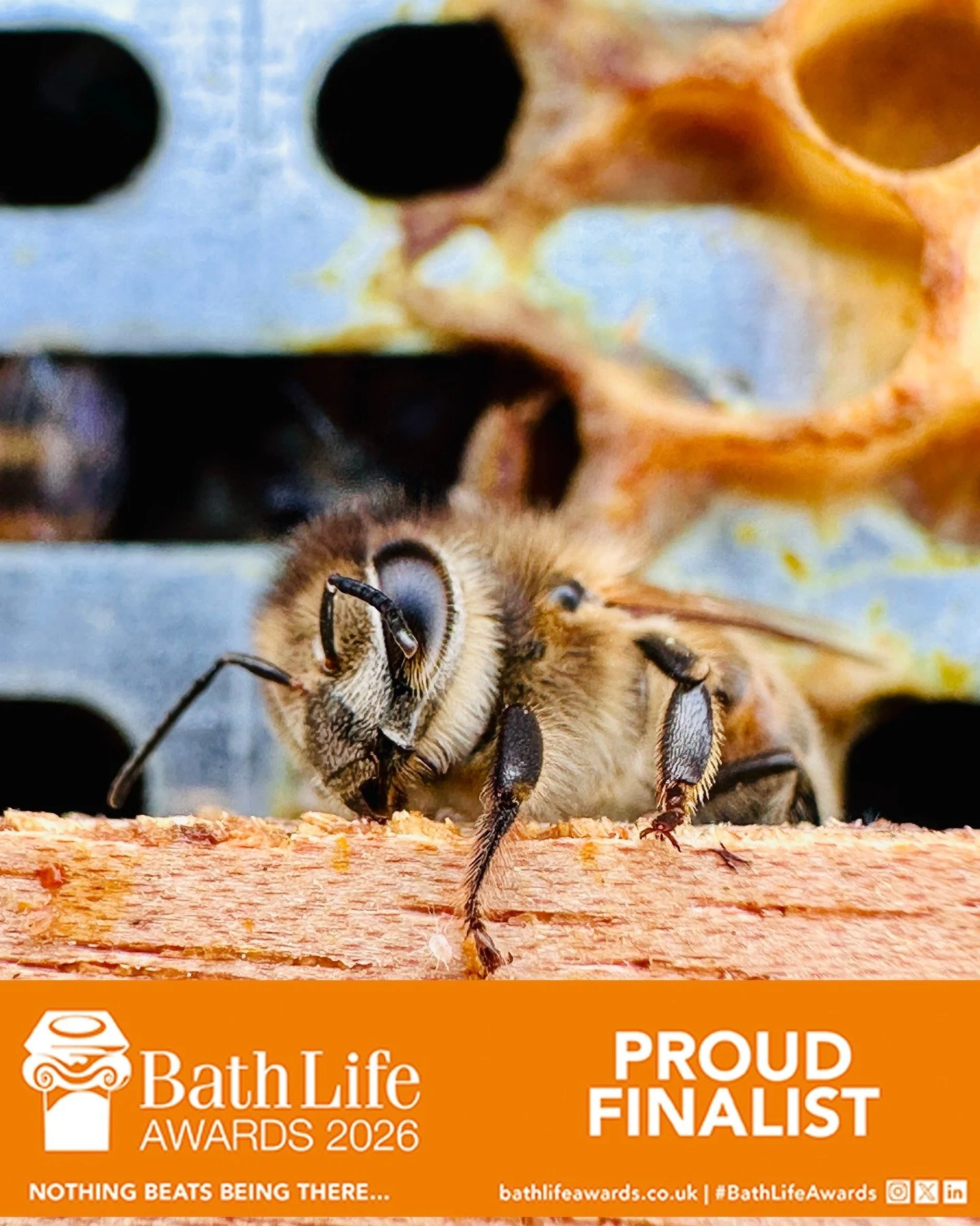 Really proud to share that Knights Beekeeping has been shortlisted as a finalist in the Bath Life Awards 2026, Sustainability category.
Compared to some of the other finalists, we haven&rsquo;t been going that long, so to be recognised alongside such
