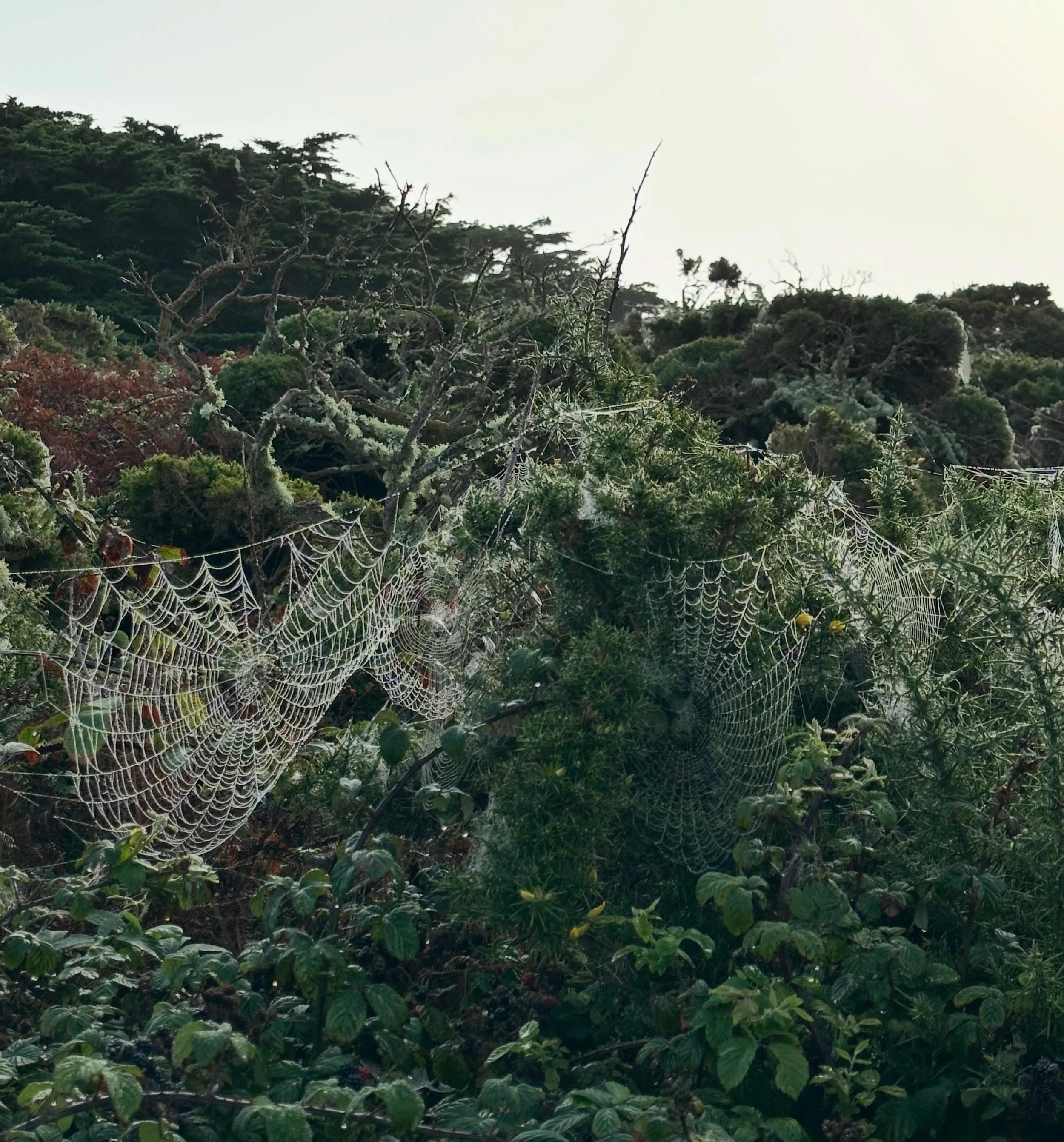 There&rsquo;s something special about this time of year. The spiders&rsquo; webs appear in the morning dew, the light changes, and suddenly you notice the smallest signs that the seasons are turning. That&rsquo;s one of the things I love about beekee