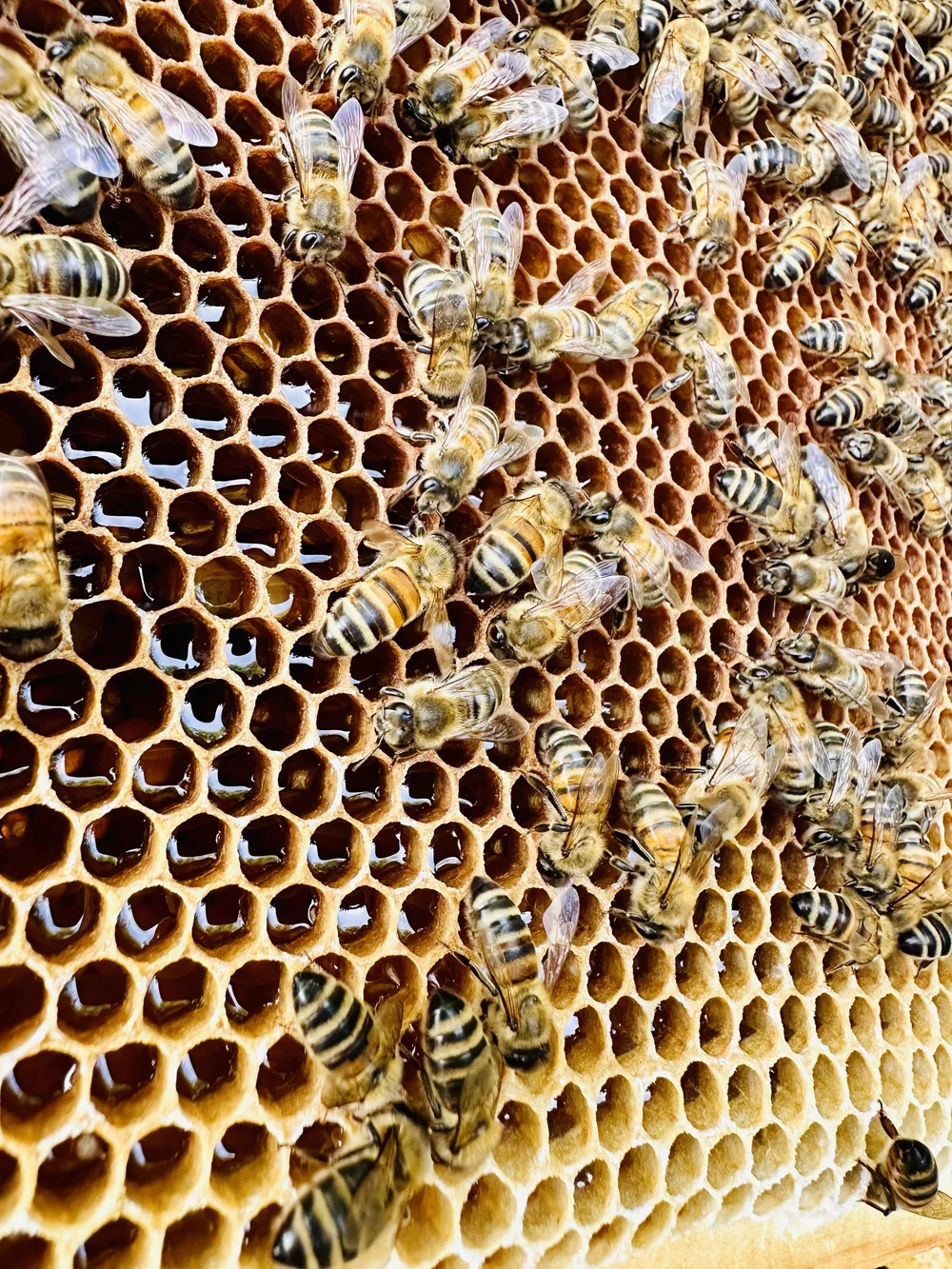 Reception Bees Corporate Bees and Urban Beehives — Knight's Beekeeping