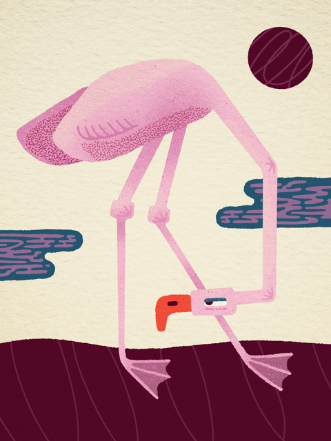 flamingo Medium.png