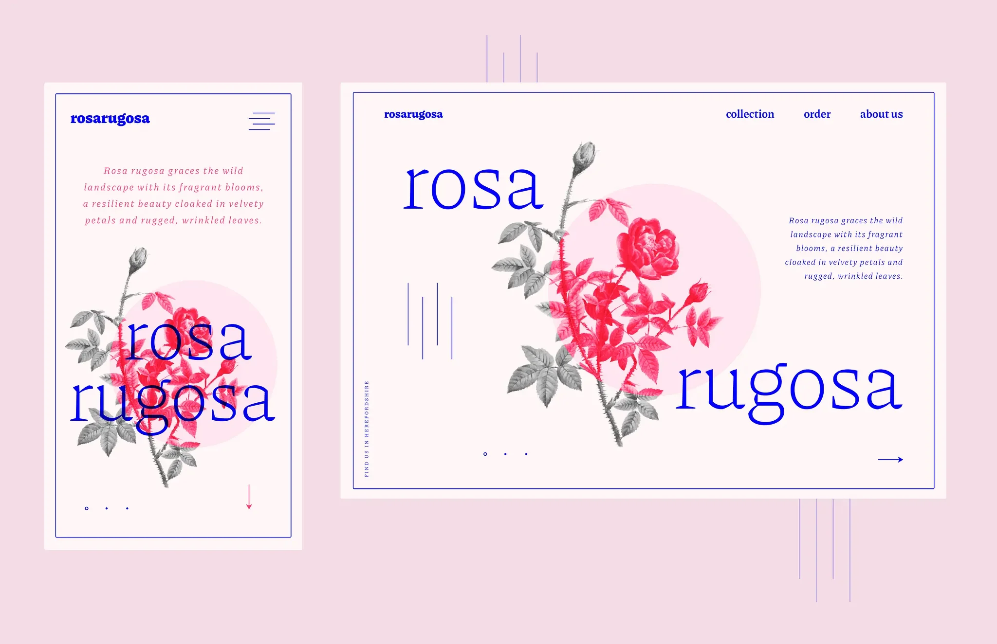 rosa rugosa.webp