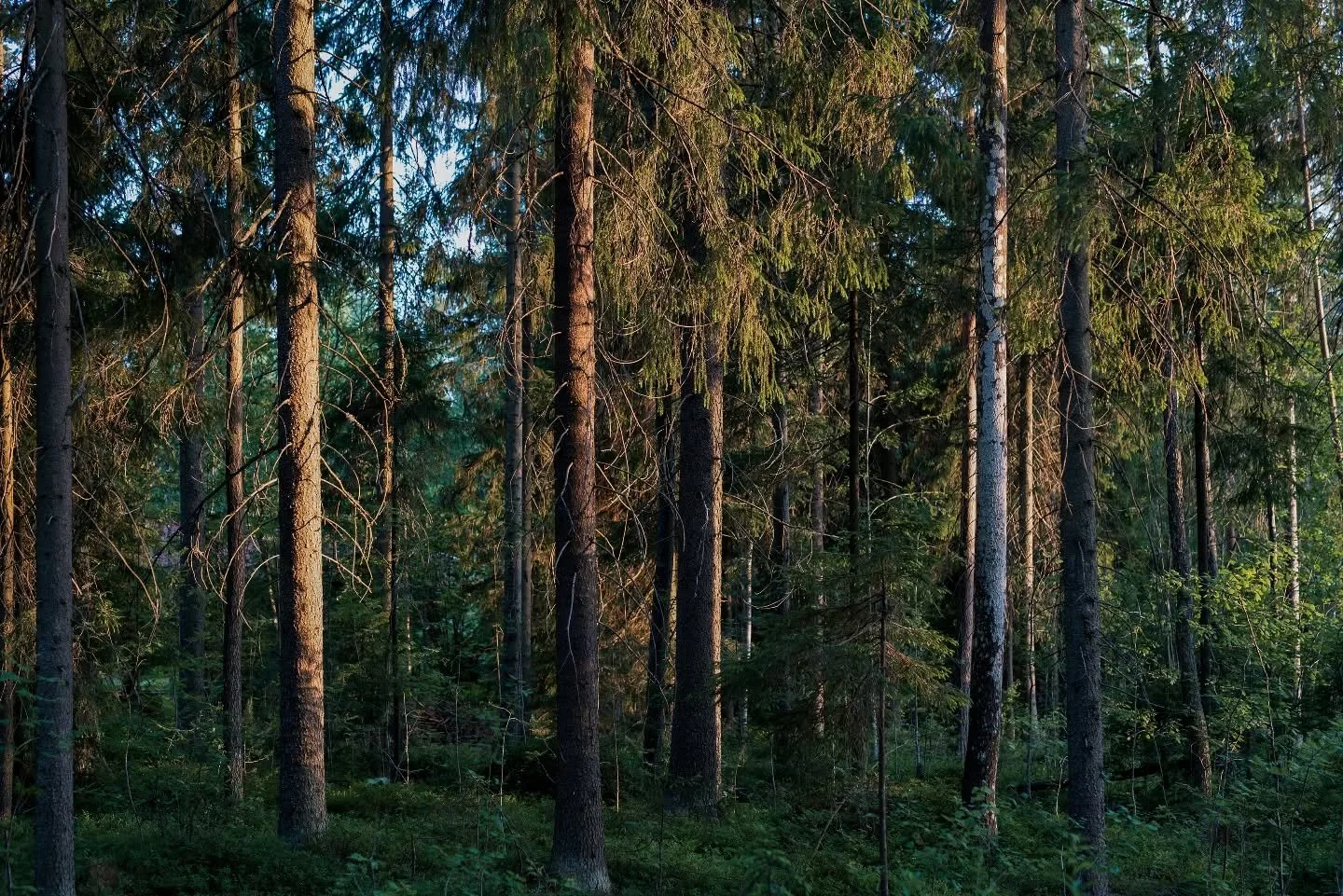 Investoi yhteis&ouml;llisyyteen ja jaettuun er&auml;kokemukseen! 🌲

Korian Hirren hirsilaavut tarjoavat mets&auml;stysseurueille s&auml;&auml;nkest&auml;v&auml;n taukopaikan pitkill&auml; er&auml;reissuilla. Tukeva rakenne ja puoliavoin tila mahdoll