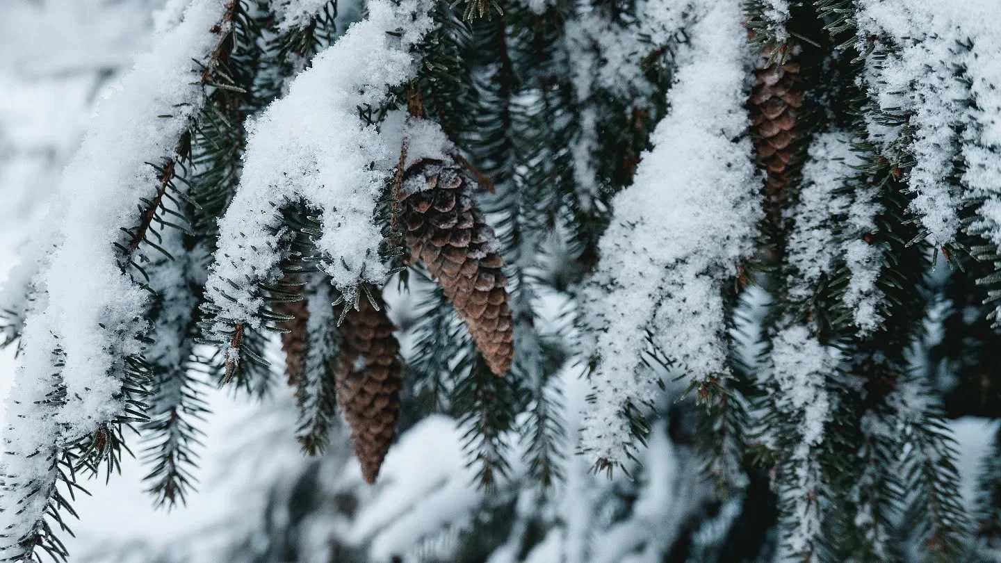 Joulutohinan vastapainoksi kuppi kuumaa gl&ouml;gi&auml; ja tilkka mets&auml;n rauhaa. ❄️

#laavulla #korianhirsi