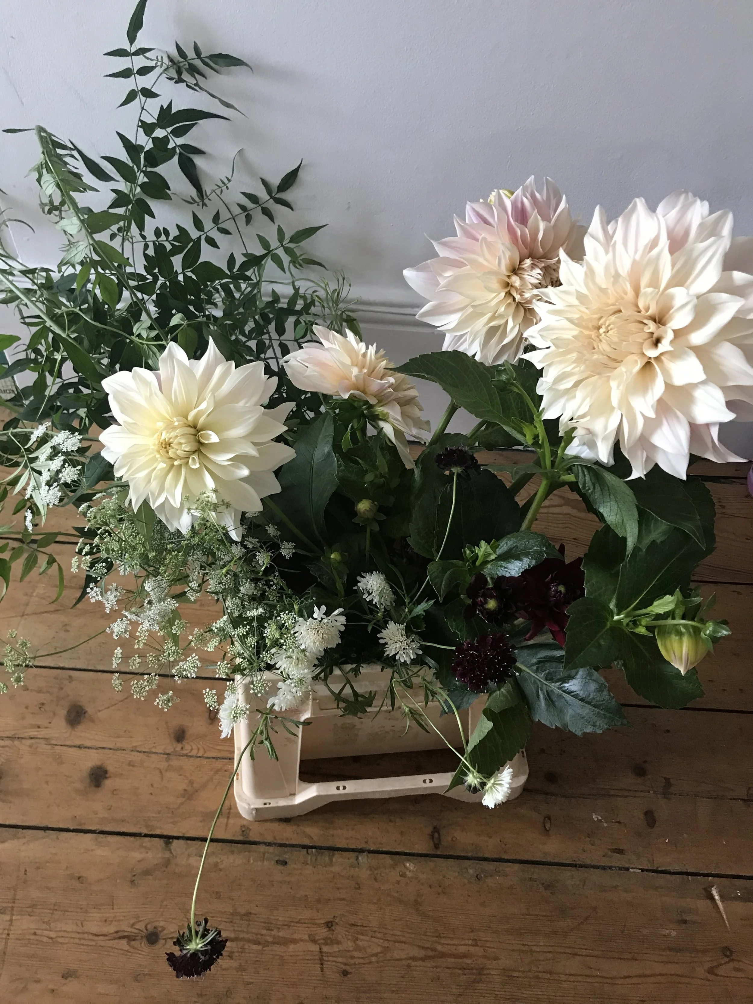 Dahlias