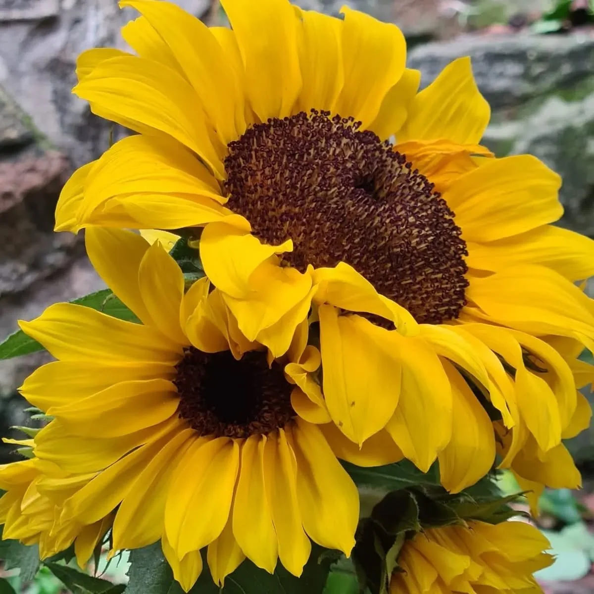 I want to be a sunflower 🌻 🌸 💛