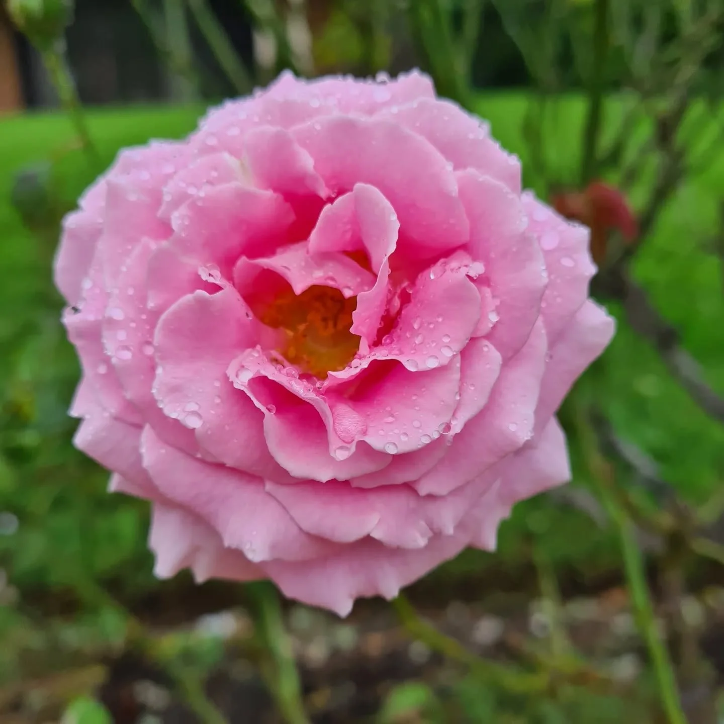 Roses forever💛🌹

For so long, I thought roses were a bit overrated. Though they are beautiful, they come with thorns😀. I never attempted to grow them until I learned that they have the highest vibrational energy among flowers - 320 mhz.  They conn