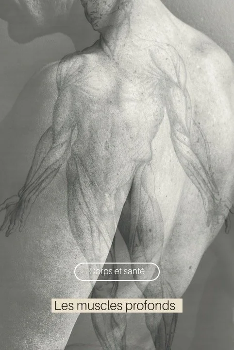 Les muscles profonds : les gardiens invisibles de notre équilibre