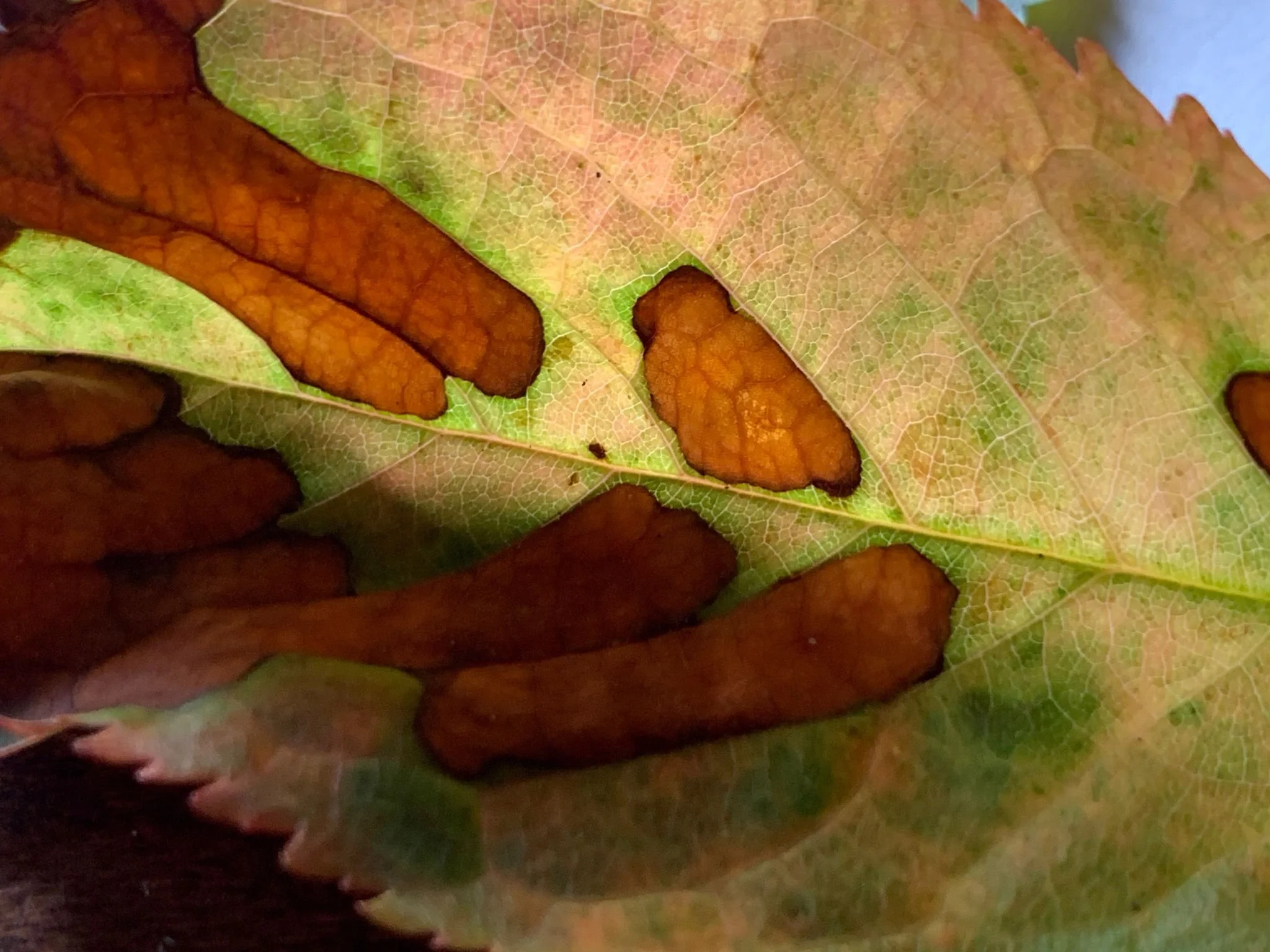 Audio samples, Commissions and more....