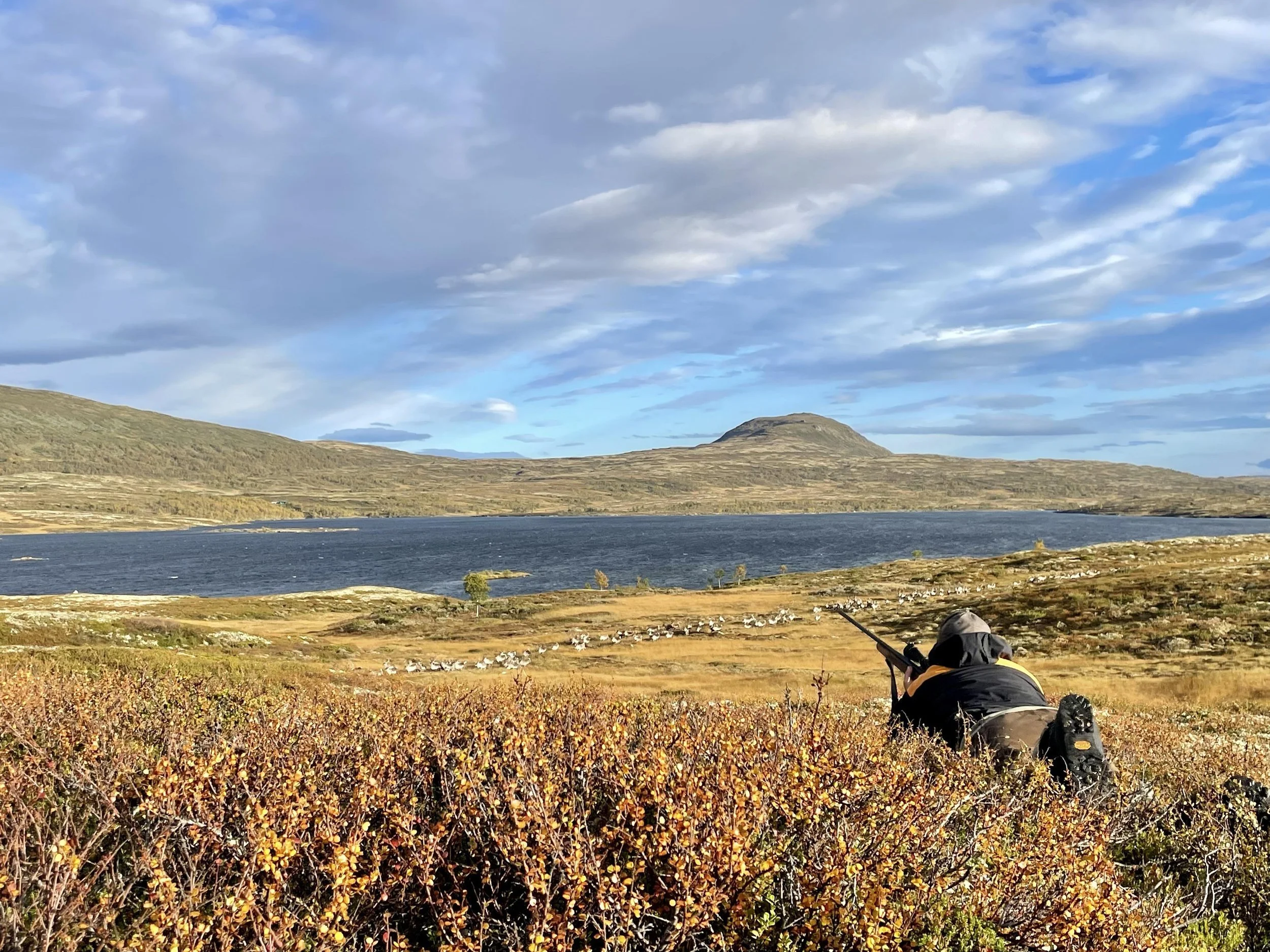 Påmelding til overgang for villreinjakt i Forollhogna
