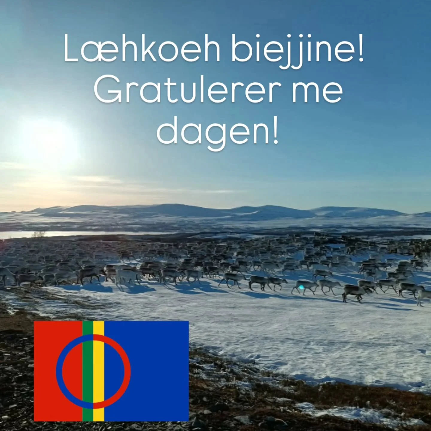 I dag er samefolkets dag! 😊 L&aelig;hkoeh biejjine! Her fra reinflytting hos G&aring;ebrien sijte som har beiteomr&aring;de i flere av v&aring;re  statsallmenninger.