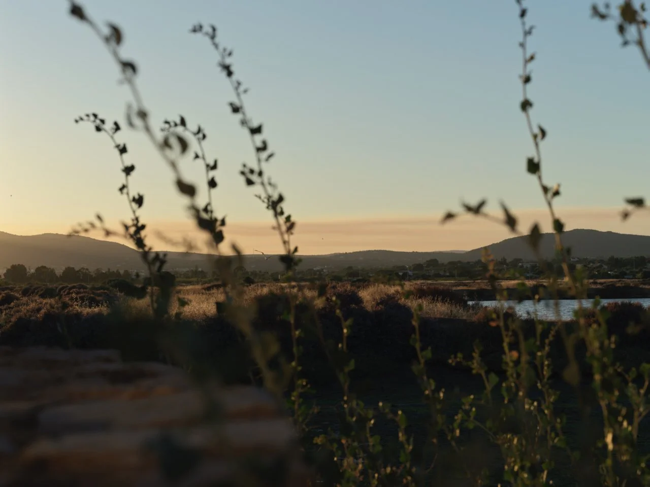 Paysage rural au coucher du soleil avec des montagnes en arrière-plan et des arbustes au premier plan.