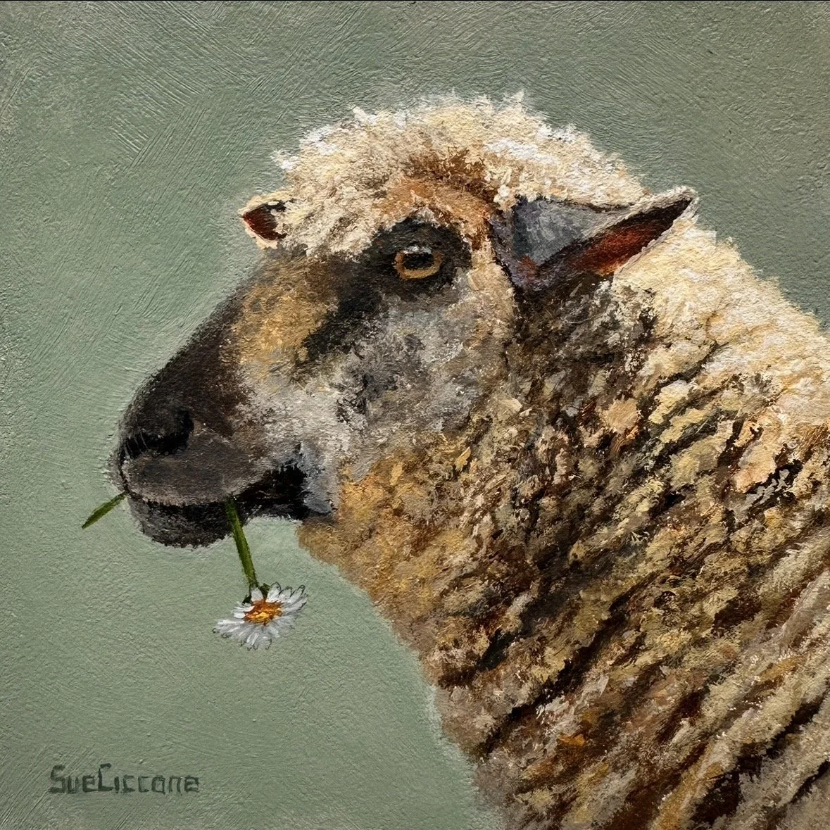 SHEEP - POLLY 4X4.jpg