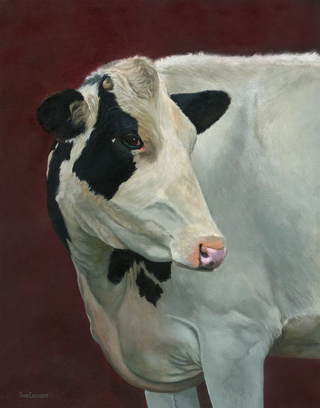 Coy Cow