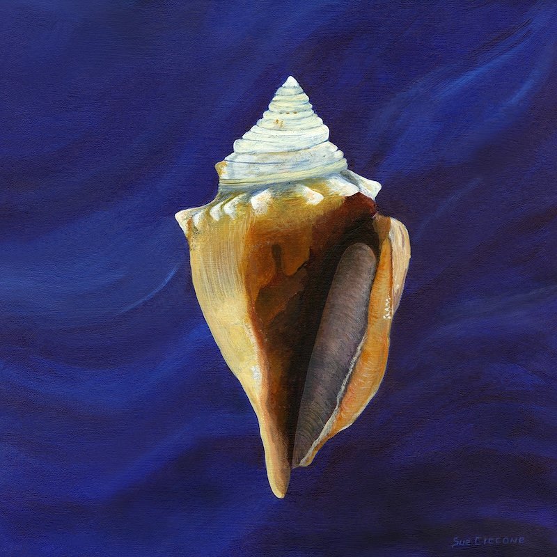 Sanibell Shell