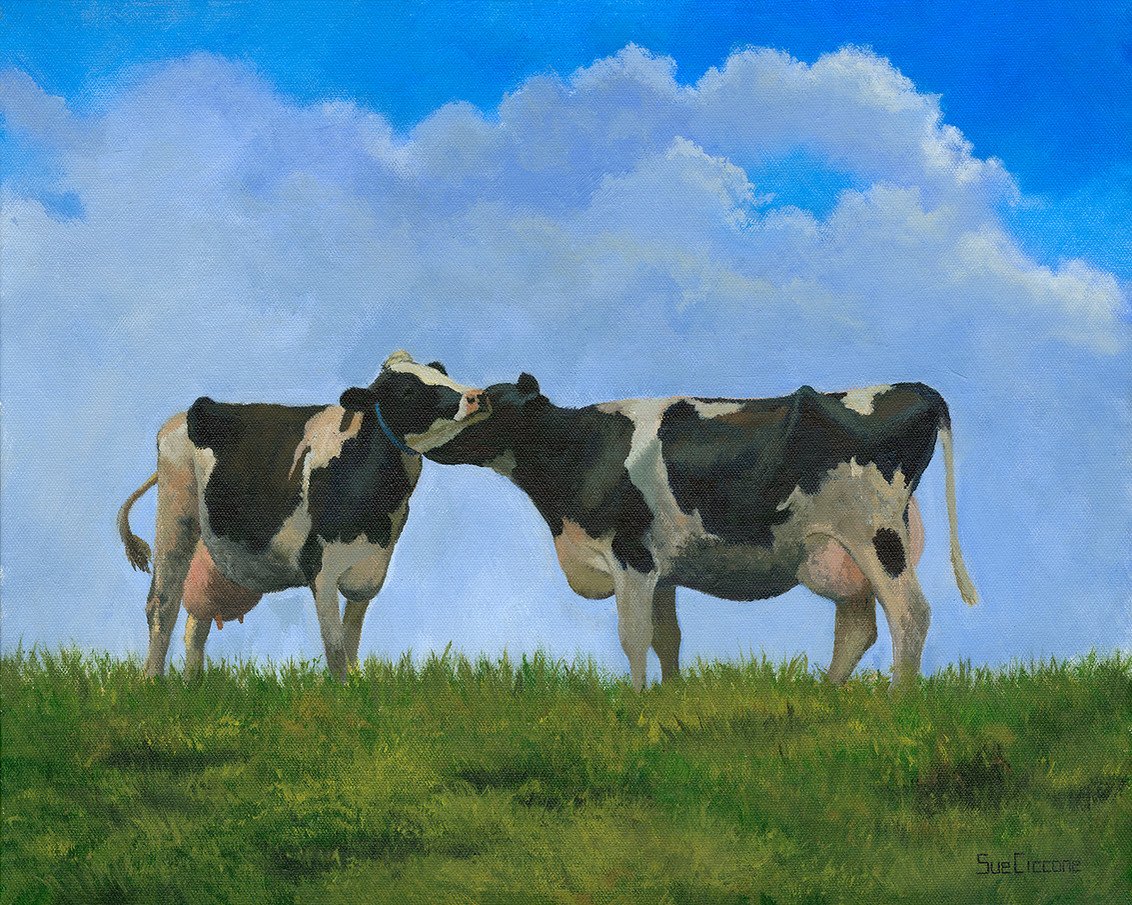 Cow Kisses