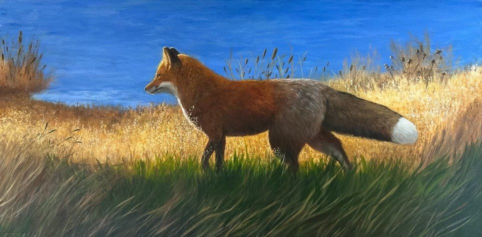 Marsh Fox