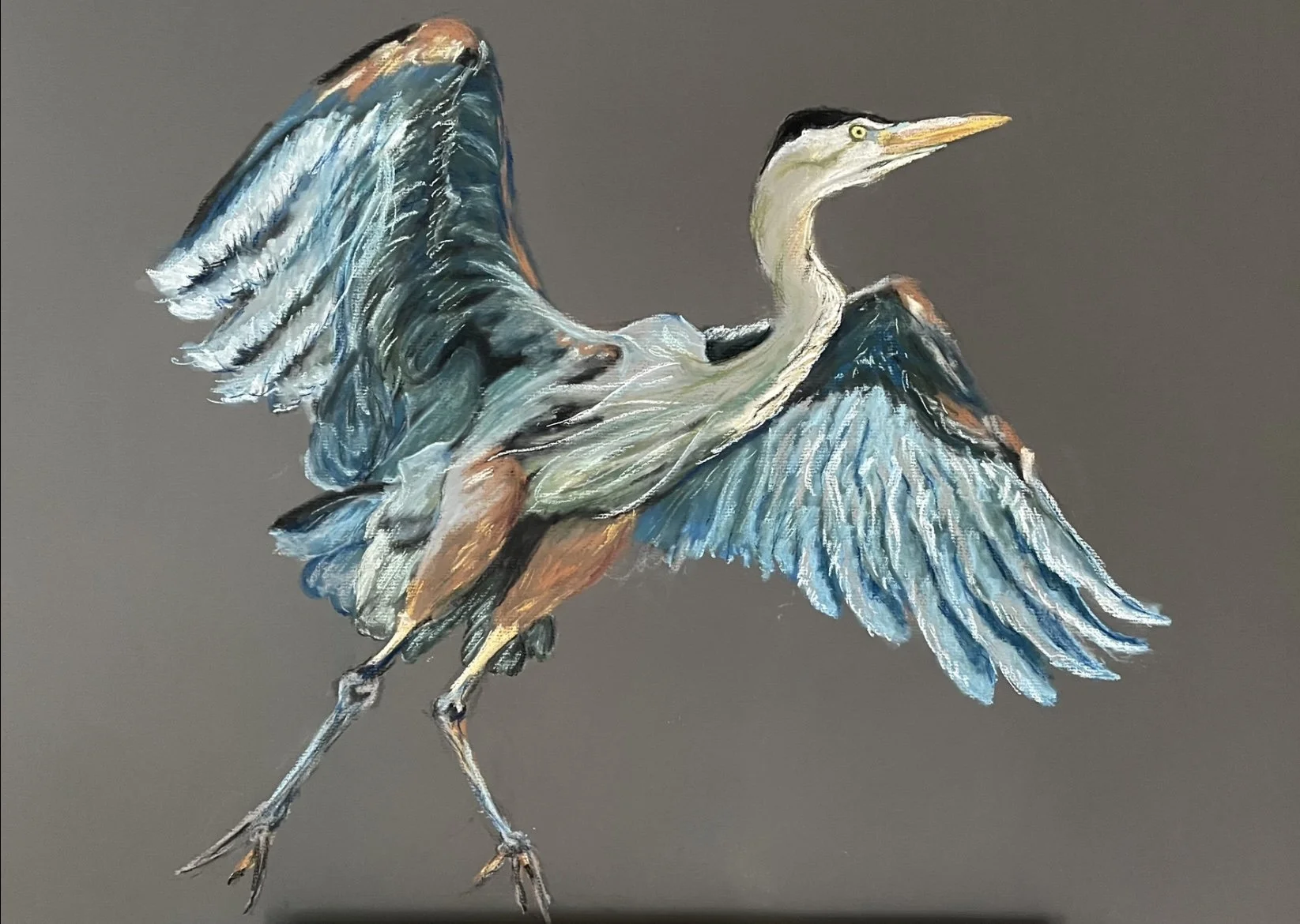 Great Blue Heron.jpg