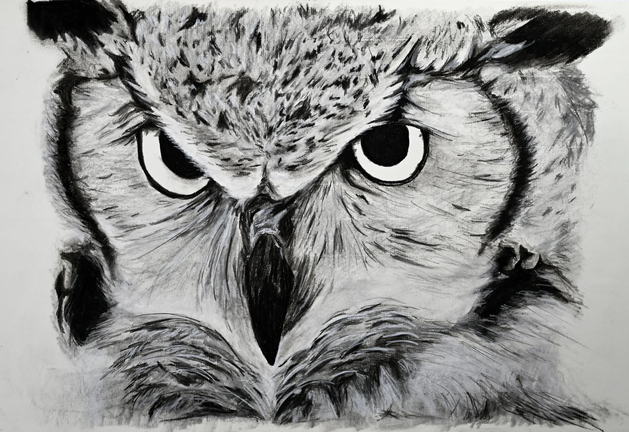 Judgmental Owl_Corrected.jpeg