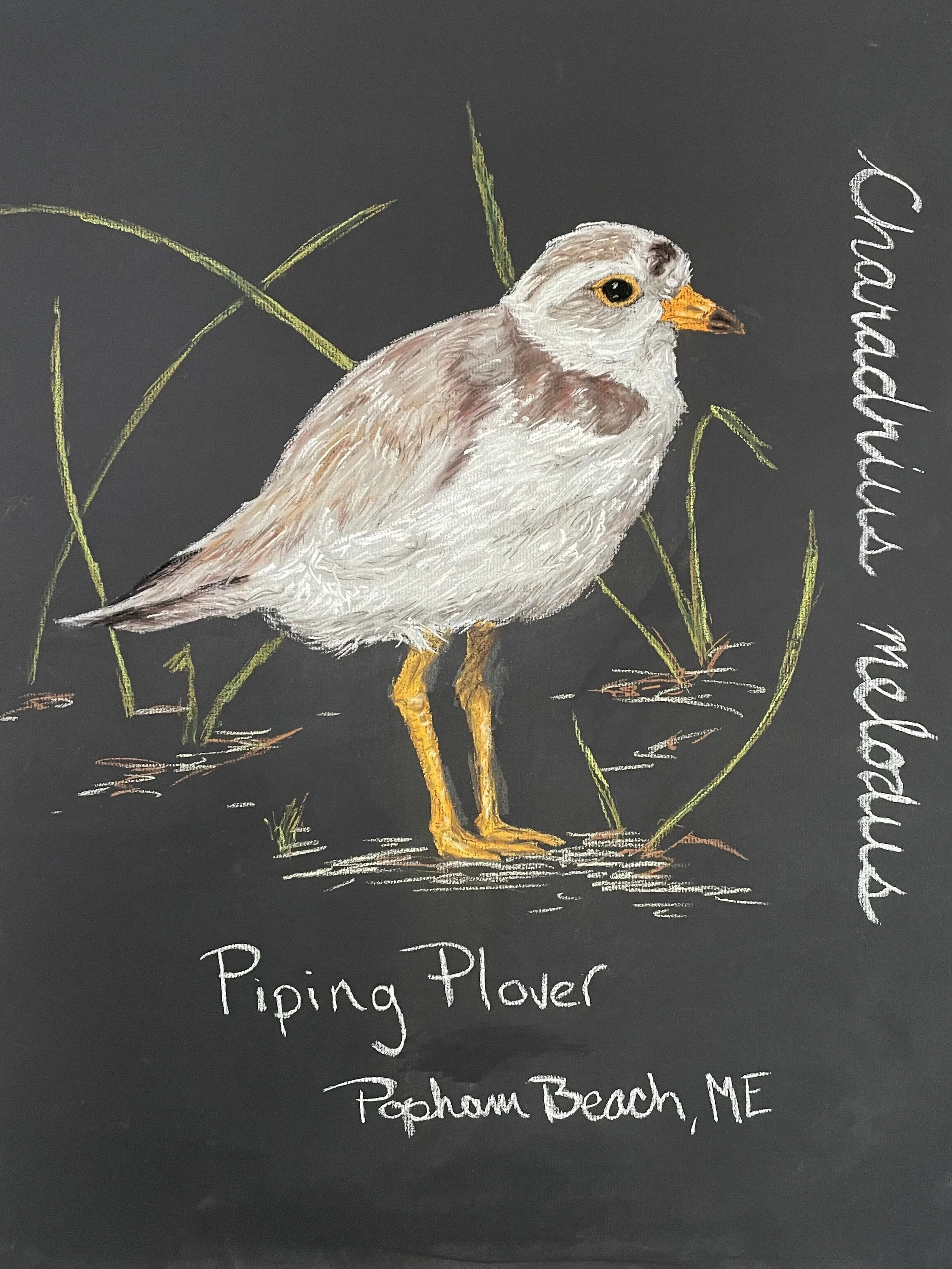 Piping Plover.jpg