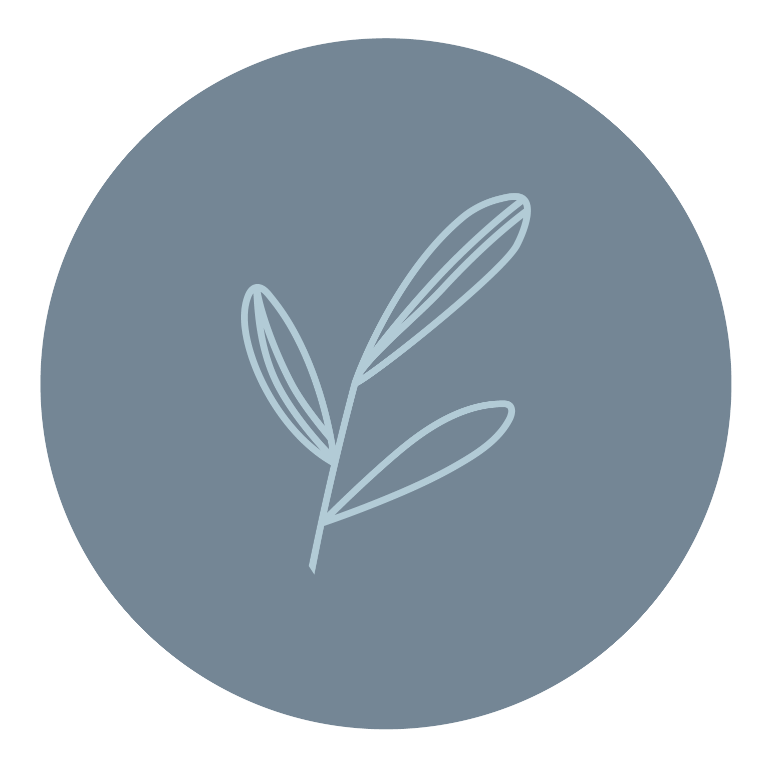 Hand-drawn botanical brand illustrations