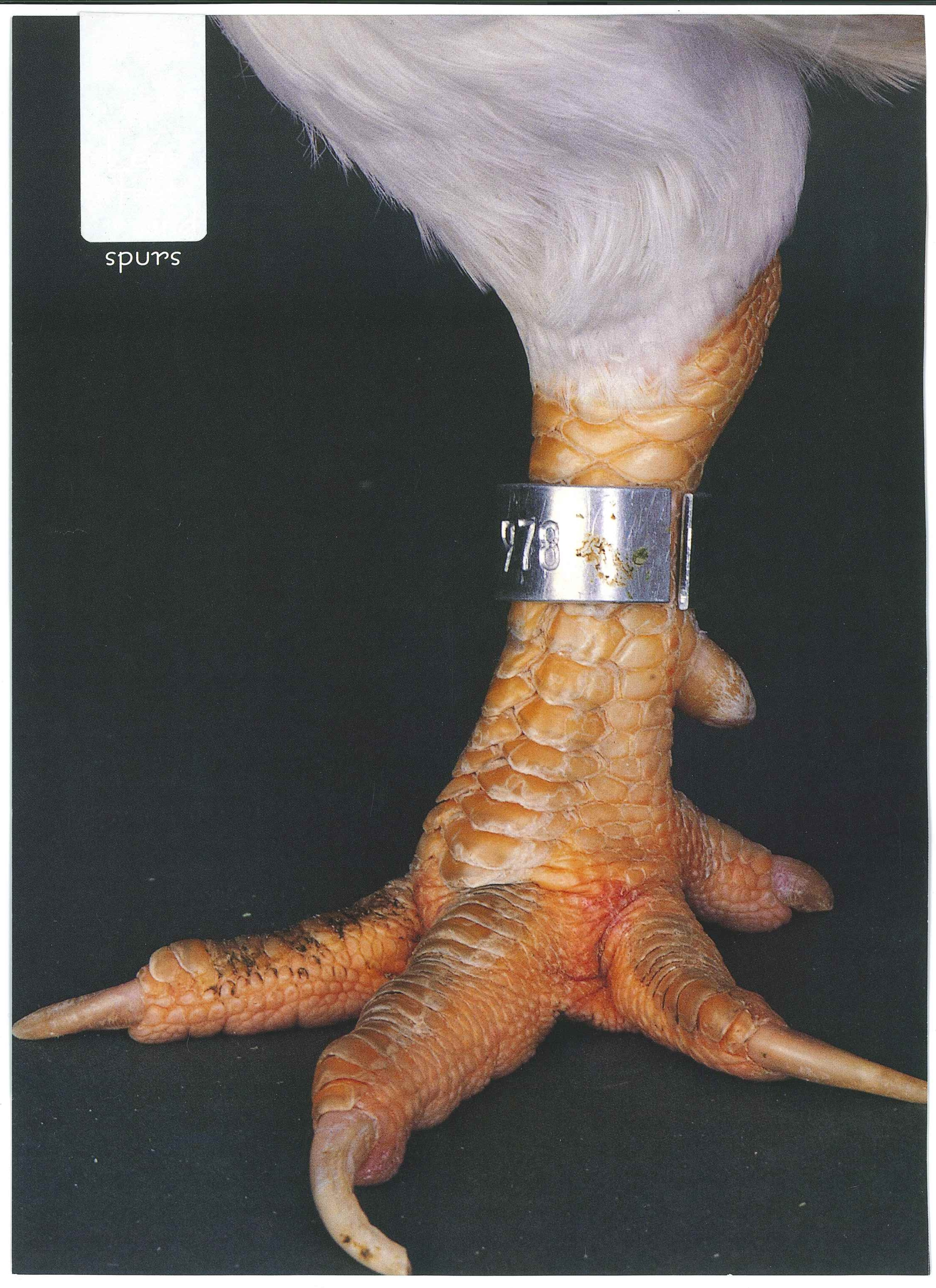 Close-up of a chicken leg with a numbered metal band and visible spurs.