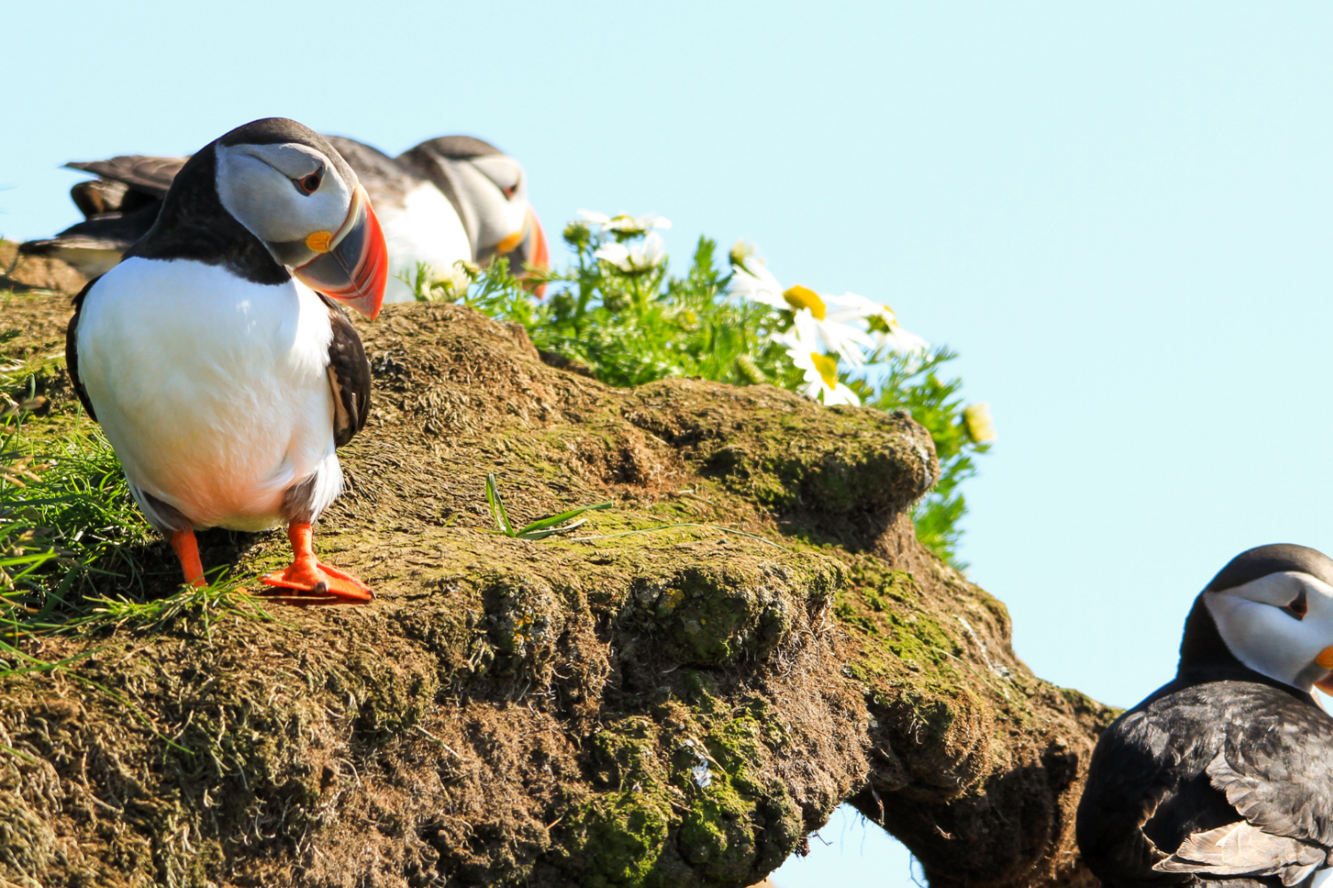 16 Puffins at Dyrhólaey.png