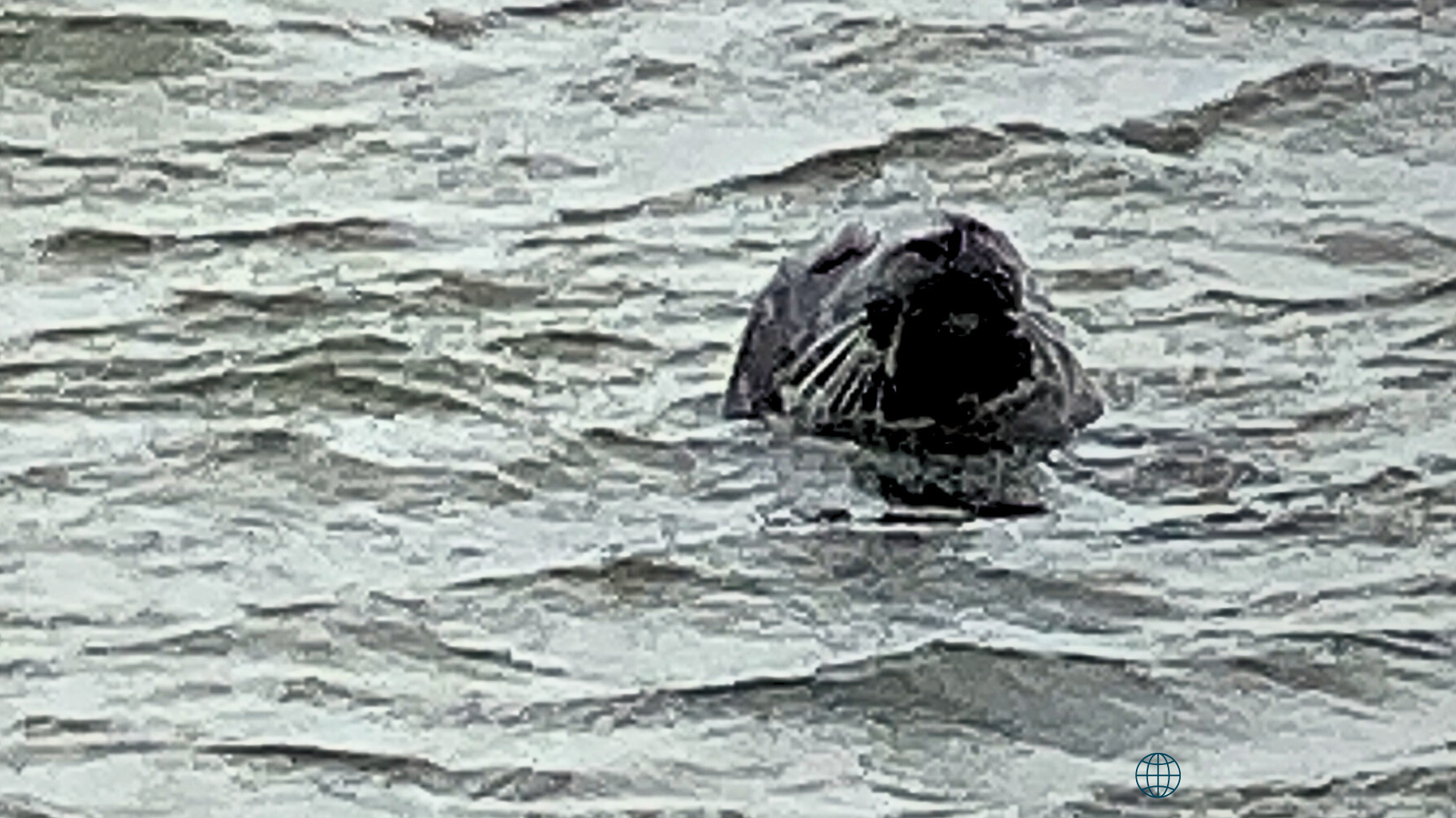 Seal colony at Ytri-Tunga beach on Snæfellsnes