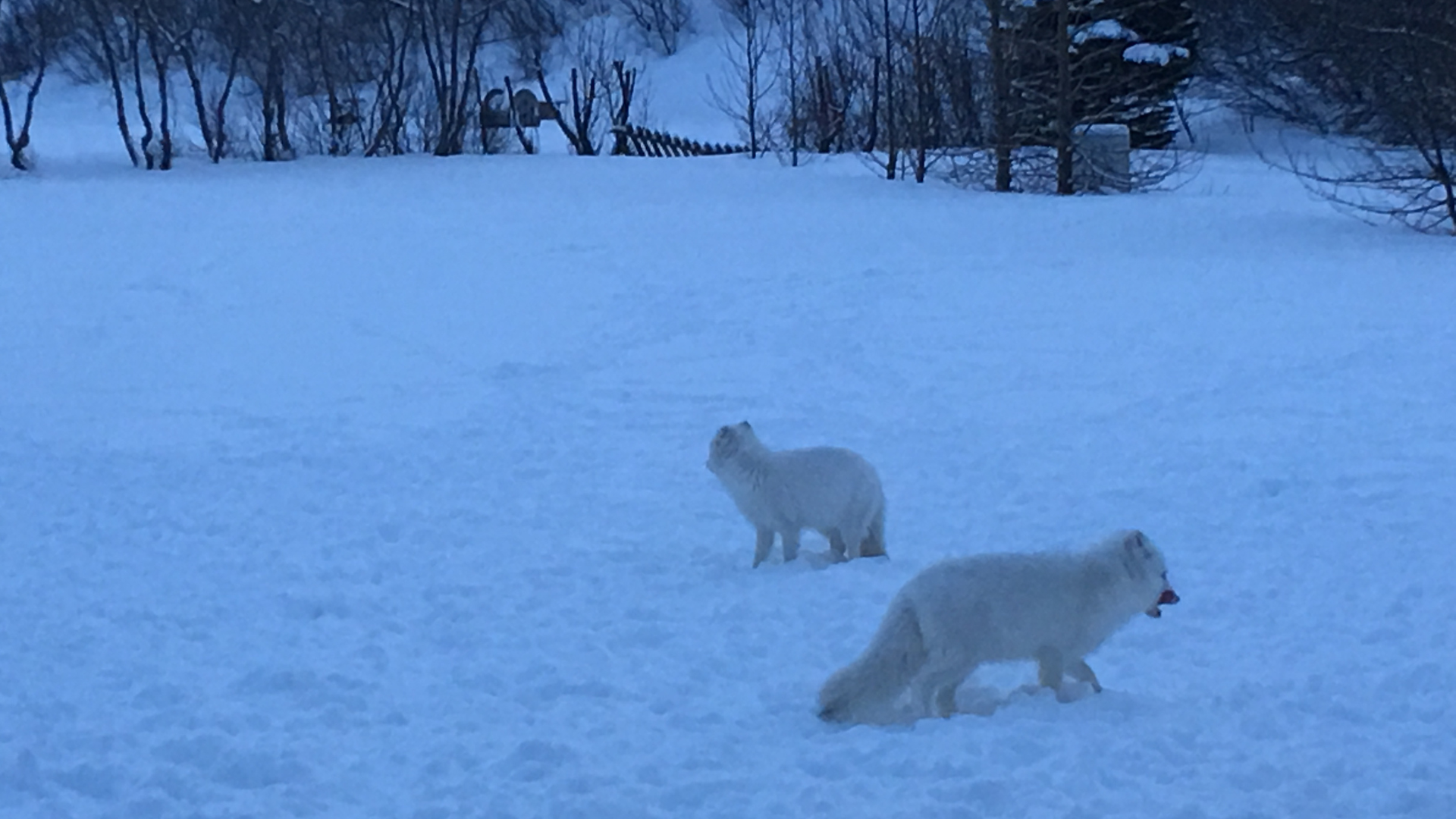 17 two white arctic foxes close by.png