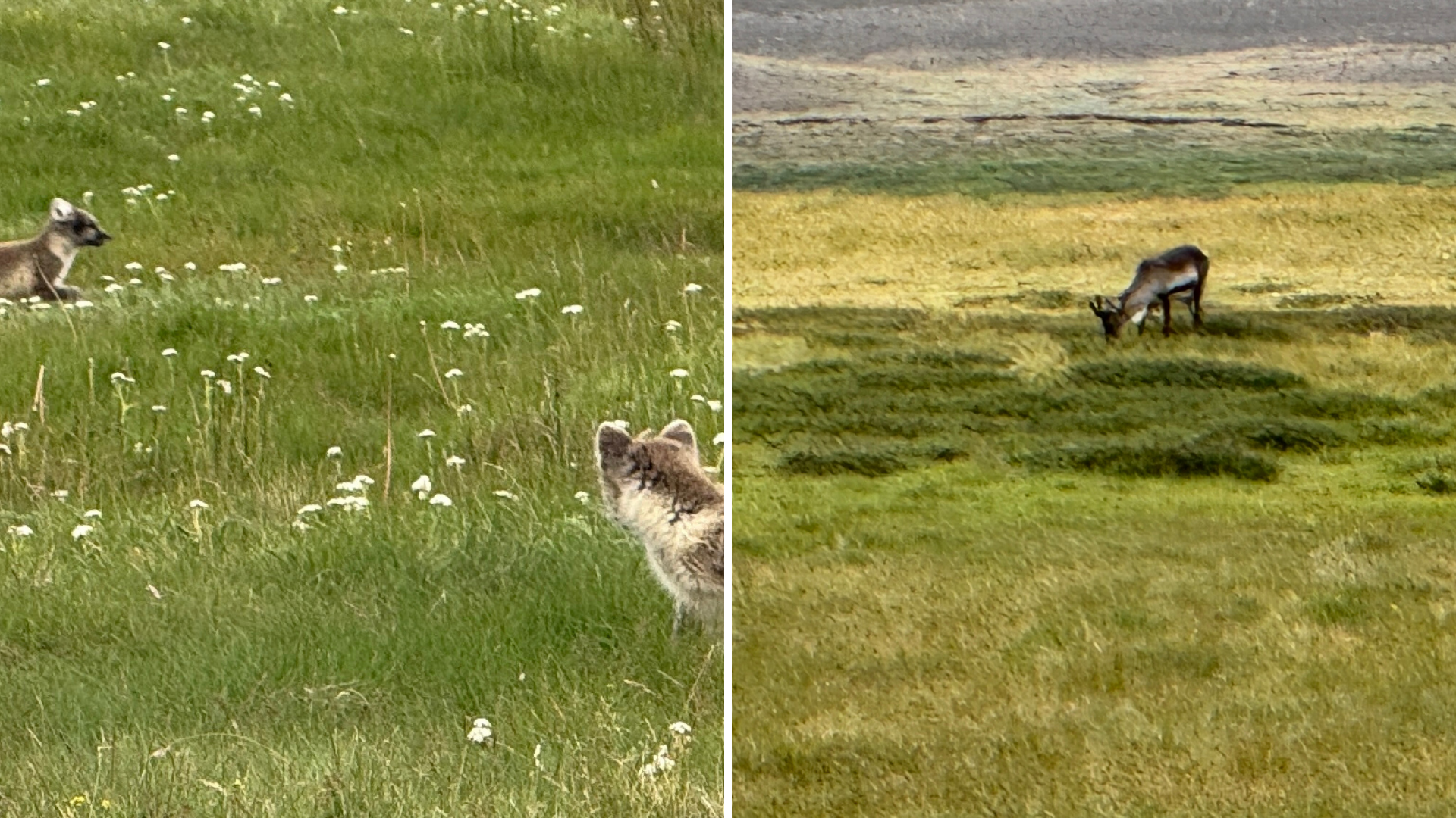 11 Arctic foxes and reindeers.png