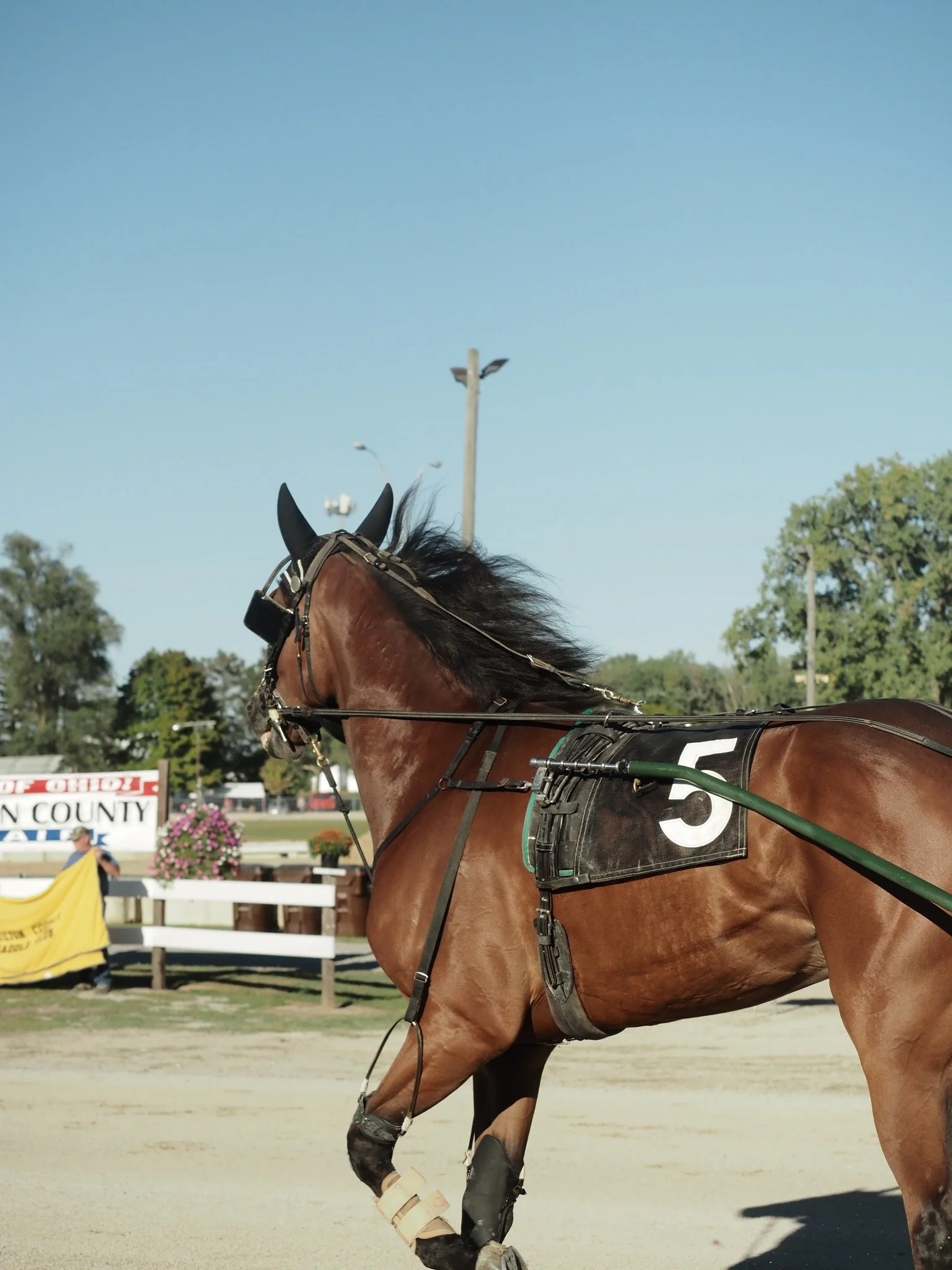 A brown racehorse with a black mane and ears, wearing a saddle with the number 5, stands on a racetrack in the daytime. There are trees, a white fence, flowers, and a sign in the background.