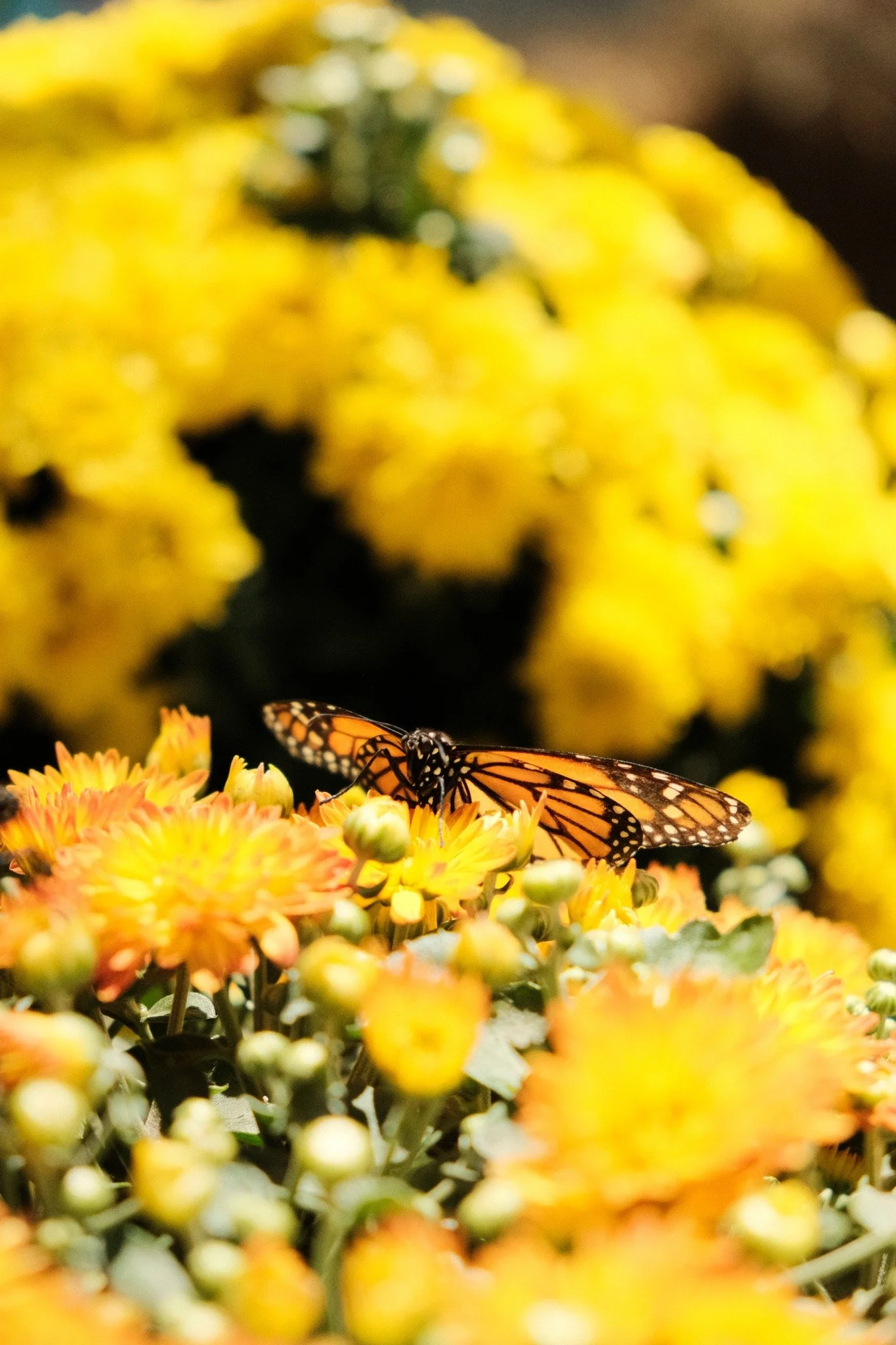 A butterfly perched on yellow-orange flowers, with more yellow flowers in the background.