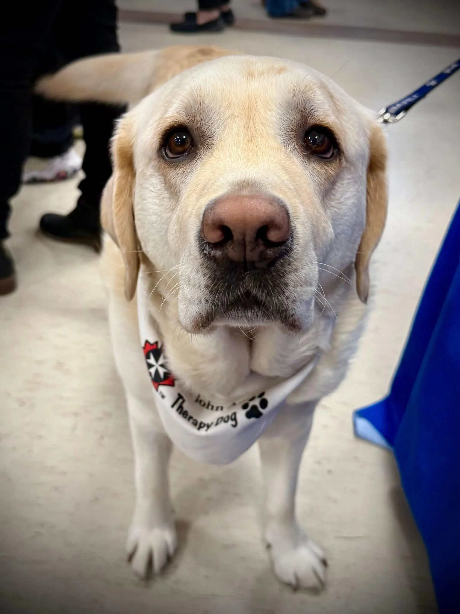 Therapy Dogs_whitelab_nose boop.jpg
