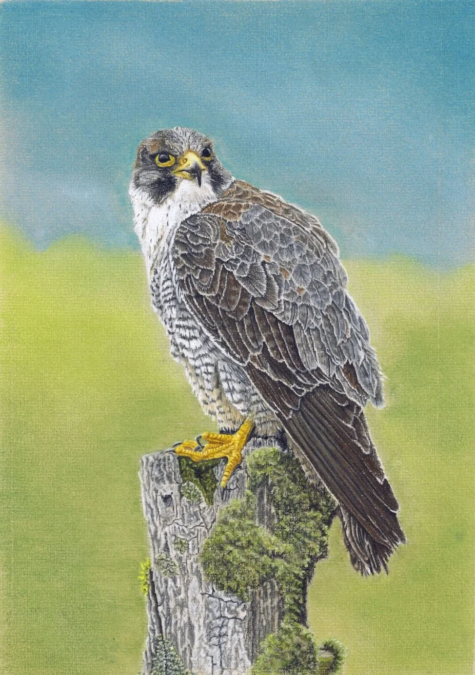A detailed illustration of a peregrine falcon perched on a moss-covered tree stump, with a blurred green and blue background.