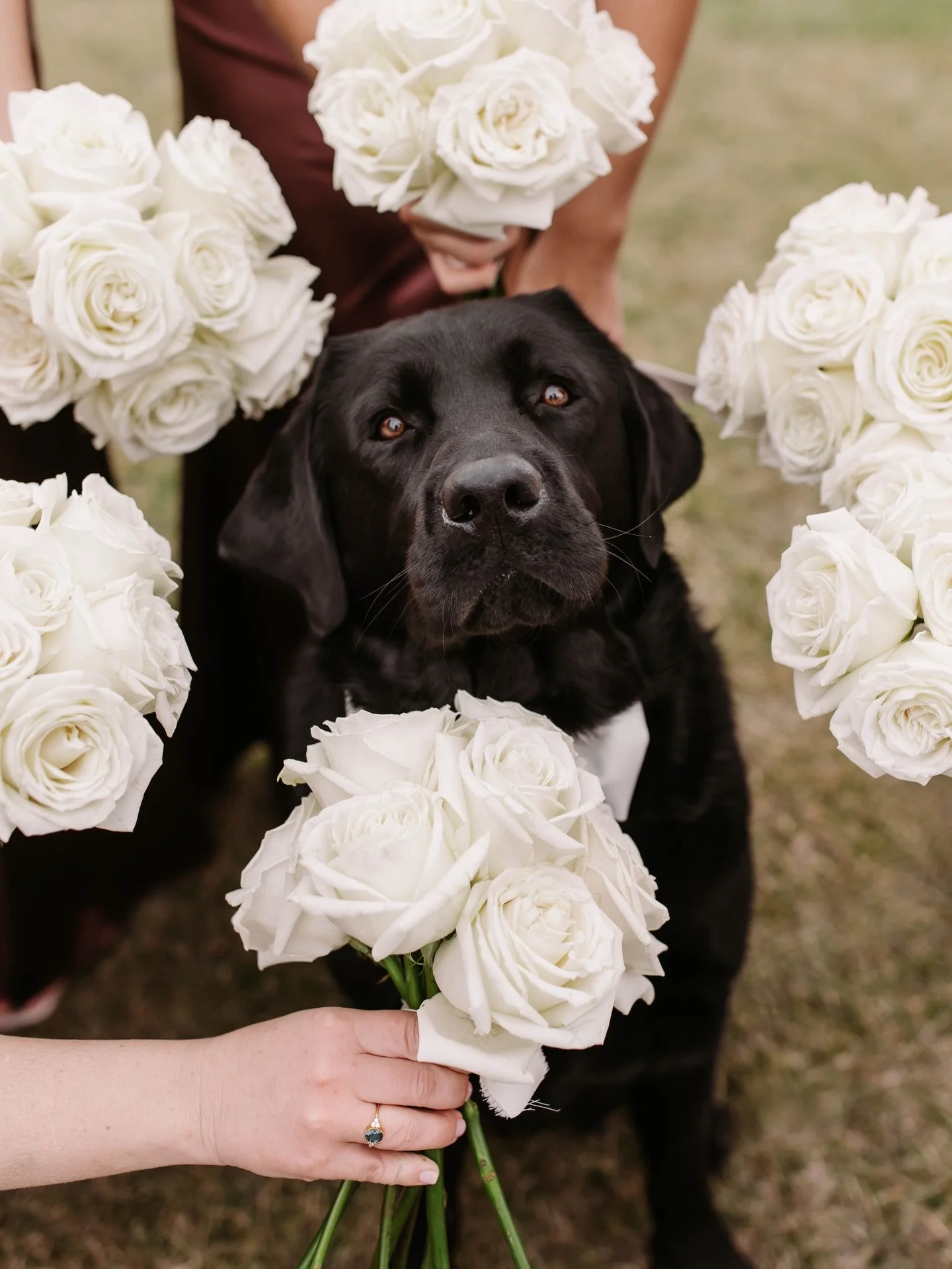 Clyde absolutely deserved his own floral moment! 🤍 

@meghankannanphotography 
@floralune_ 
@owlsnestresortnh 
@owlsnestresortevents 
@erinpezzano
@dan_pezzano_realestate