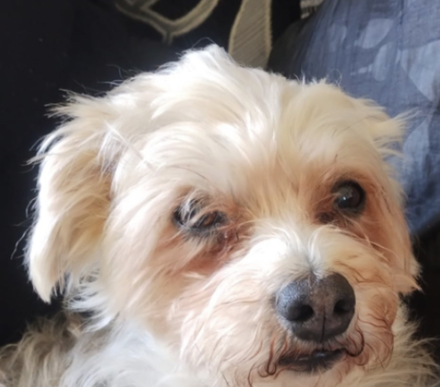 Milo loves dr joes.png