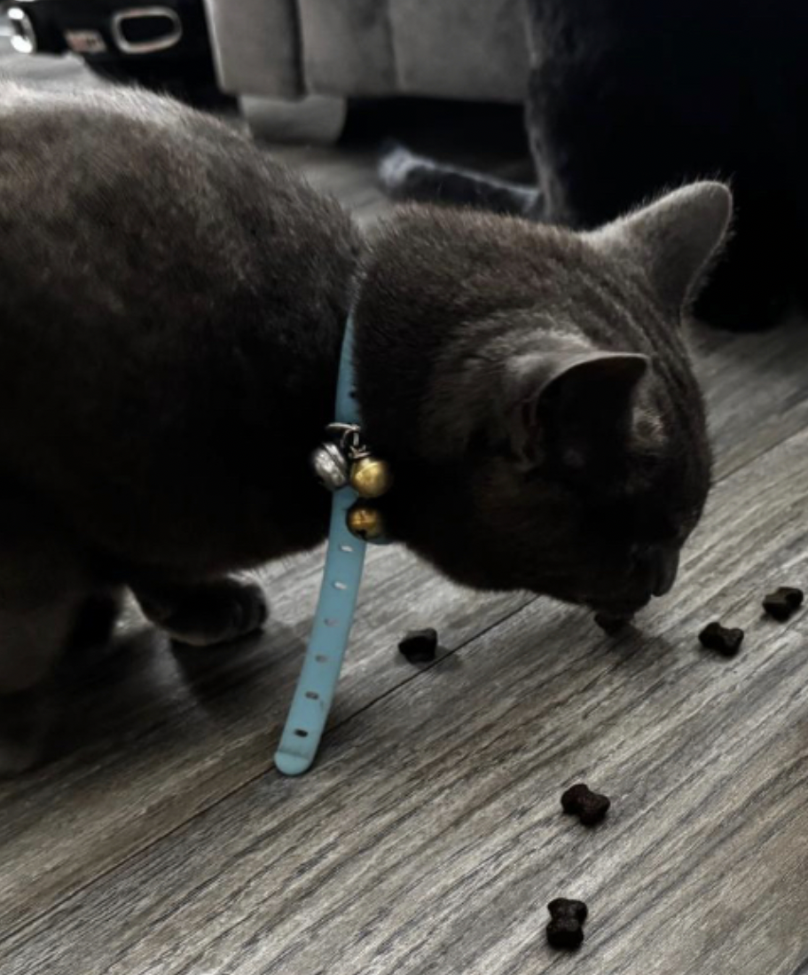 Boris loves Dr Joes.png